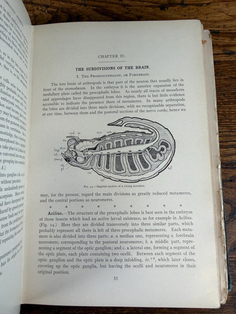 The Evolution of the Vertebrates and Their Kin by Patten | 1912 Hardback