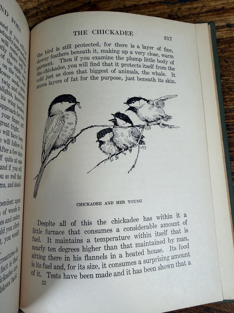 Our Bird Friends and Foes by William Atherton DuPuy | 1925 Illustrated Bird Book