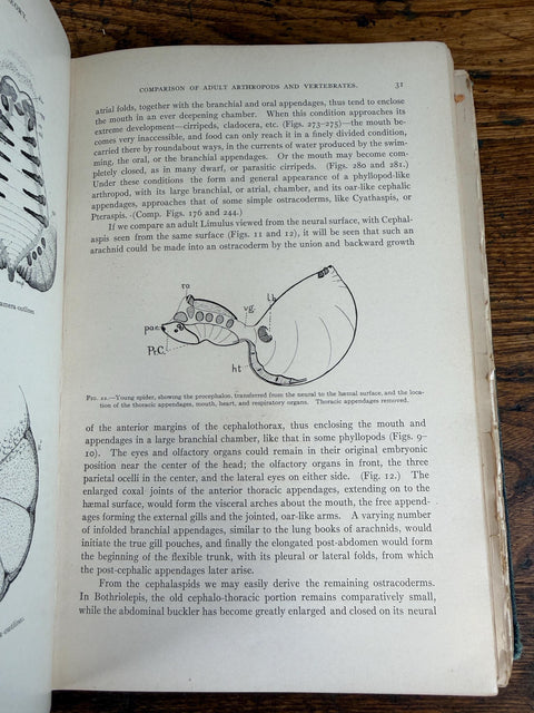 The Evolution of the Vertebrates and Their Kin by Patten | 1912 Hardback