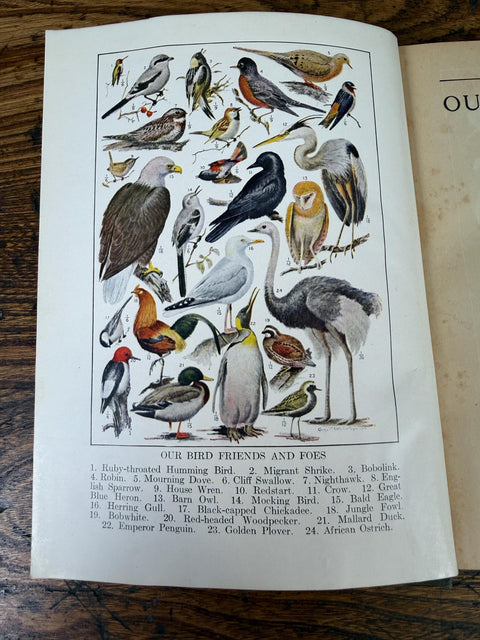 Our Bird Friends and Foes by William Atherton DuPuy | 1925 Illustrated Bird Book