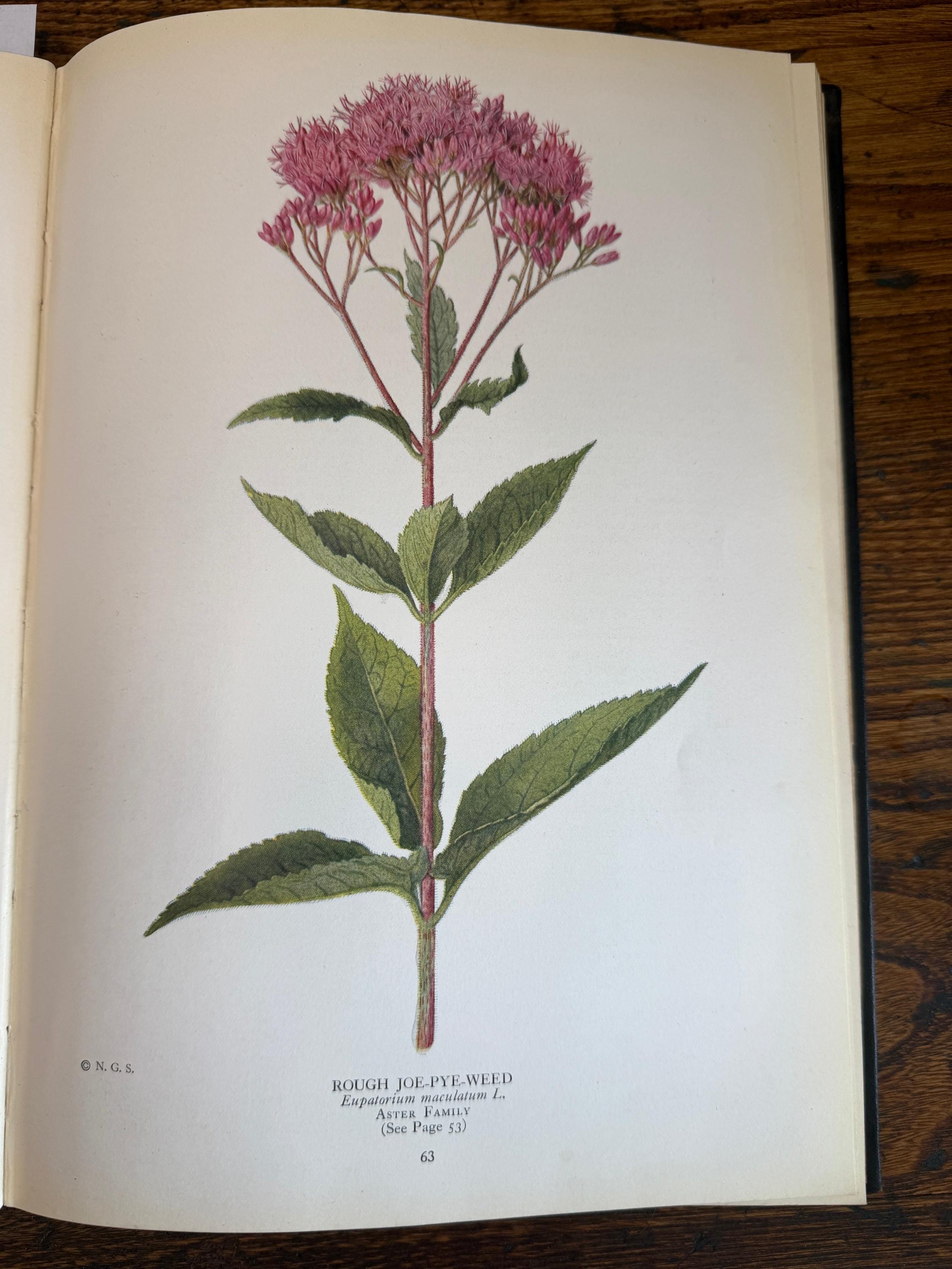 National Geographic Society - The Book of Wild Flowers | 1924 Illustrated Hardback