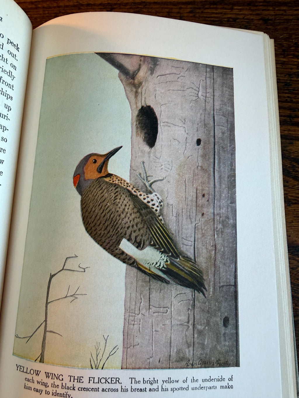The Burgess Bird Book for Children by Thornton W. Burgess | 1919 Illustrated Hardcover