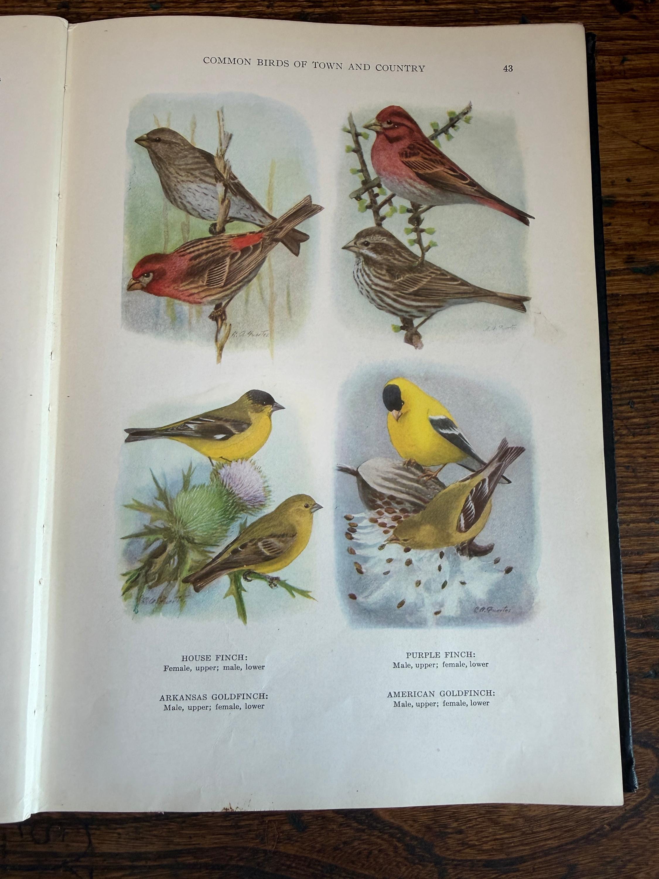National Geographic Society - The Book of Birds | 1927 First Edition Illustrated Hardback
