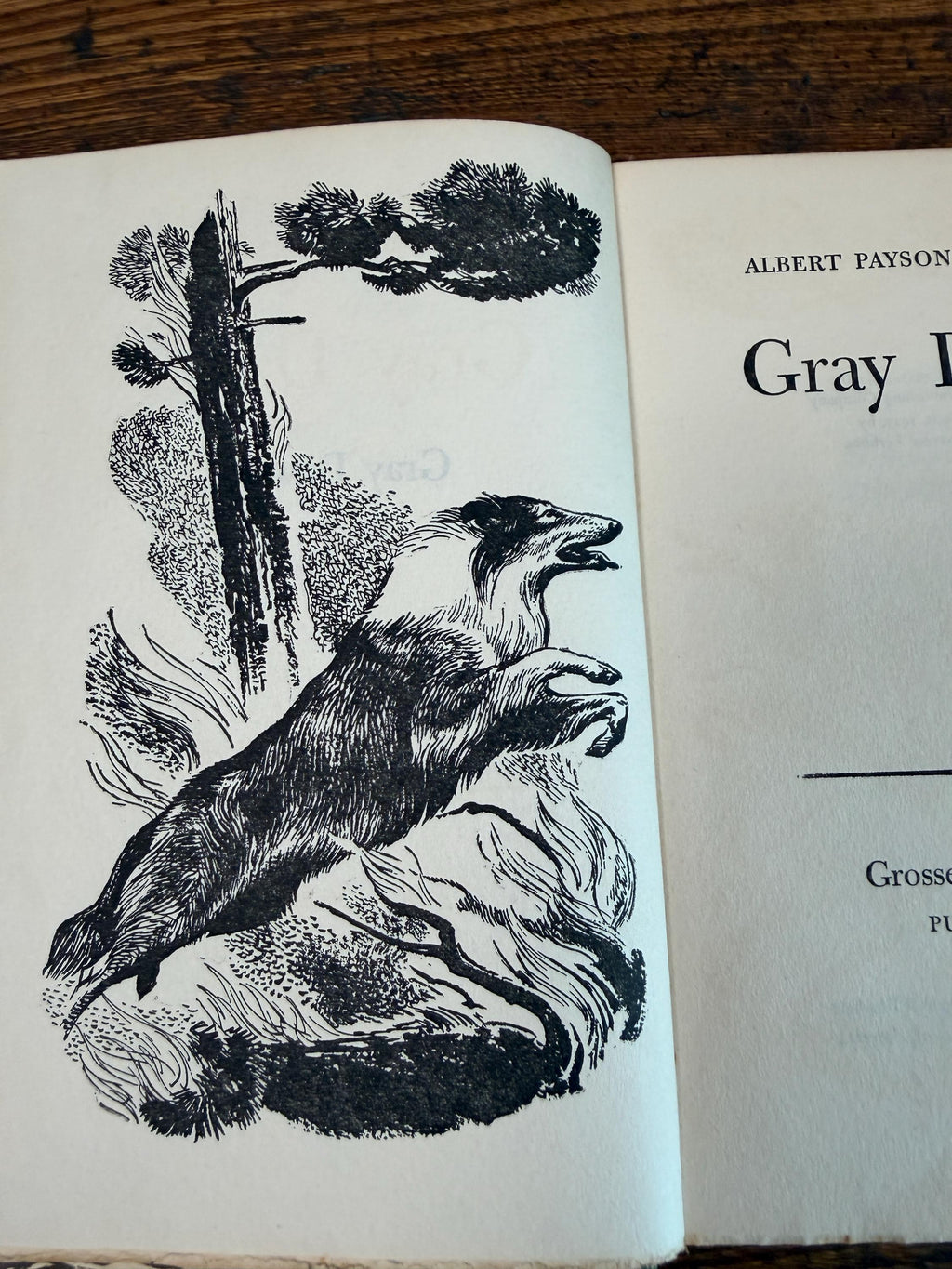 Gray Dawn by Albert Payson Terhune | Hardcover 1927