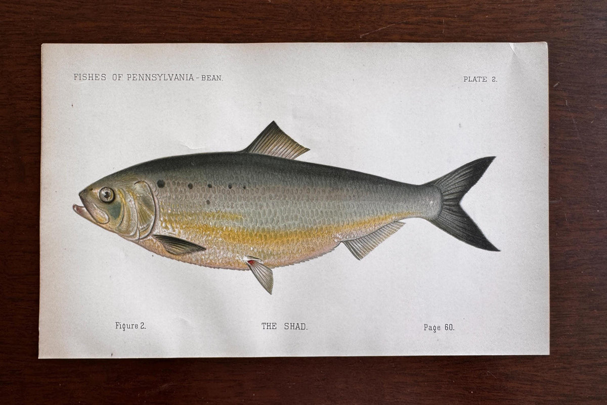 Shad Fish Book Plate Print | Fishes of Pennsylvania 1889–1891