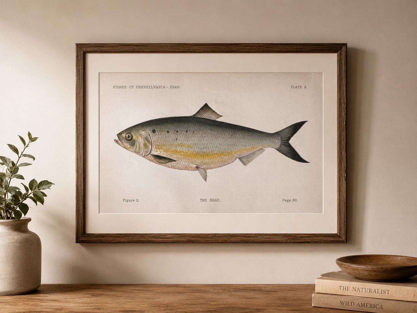 Shad Fish Book Plate Print | Fishes of Pennsylvania 1889–1891