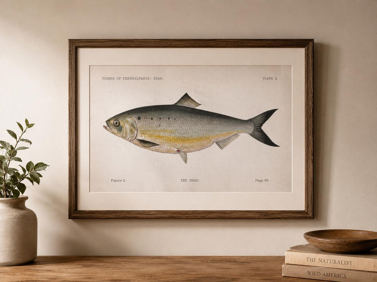 Shad Fish Book Plate Print | Fishes of Pennsylvania 1889–1891