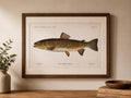 Brown Trout Fish Book Plate Print | Fishes of Pennsylvania 1889–1891