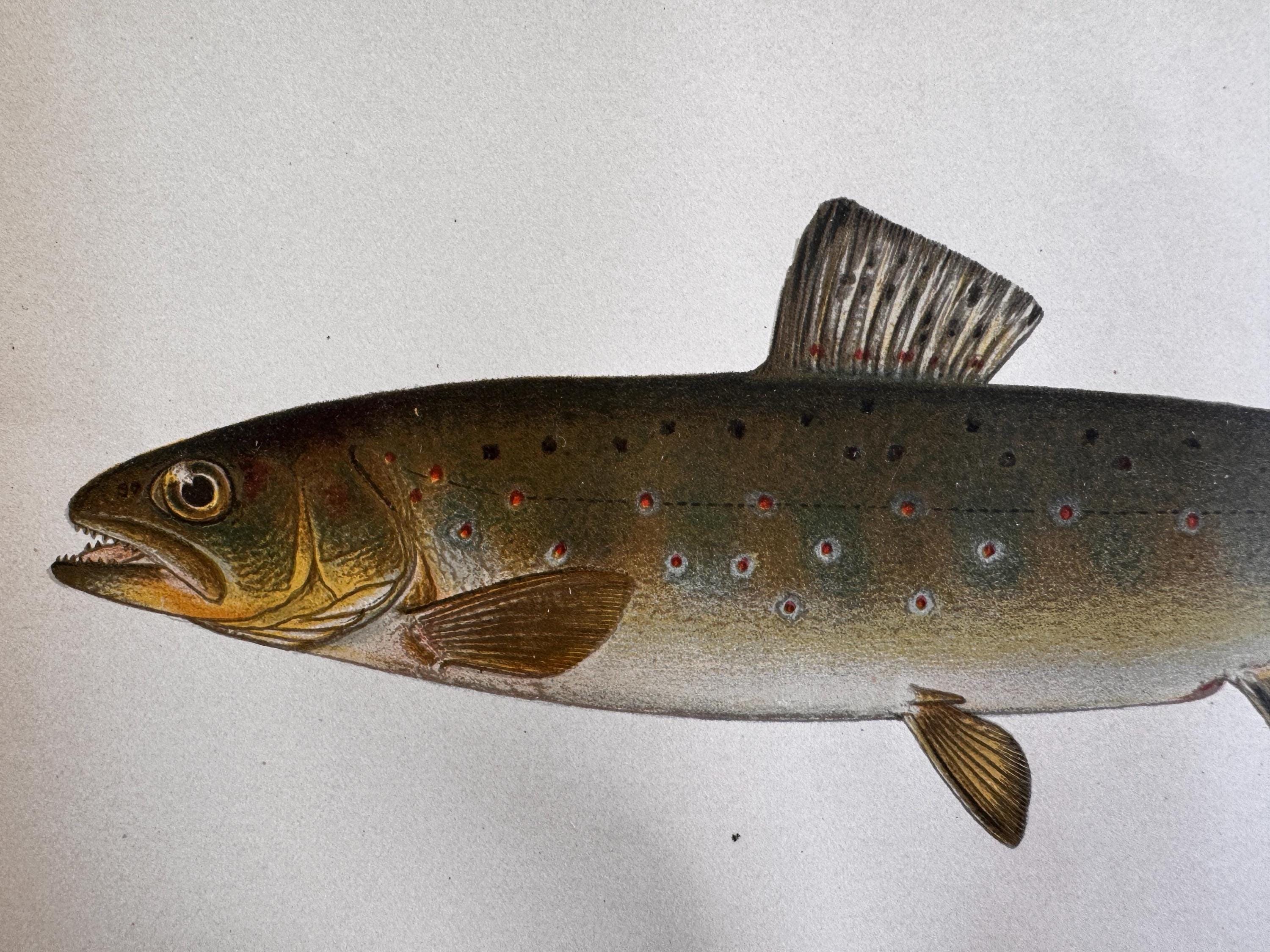 Brown Trout Fish Book Plate Print | Fishes of Pennsylvania 1889–1891