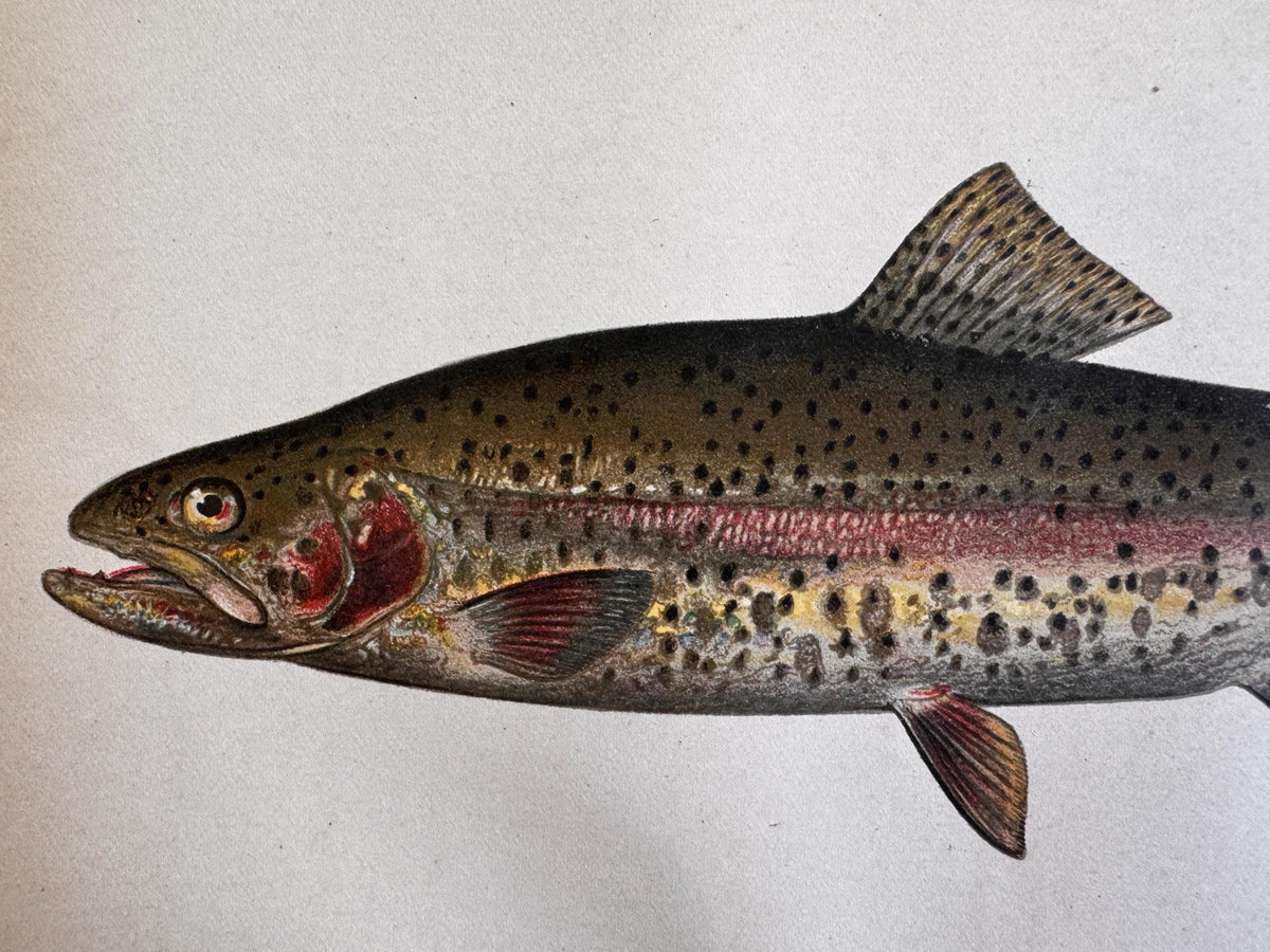 Rainbow Trout Fish Book Plate Print | Fishes of Pennsylvania 1889–1891