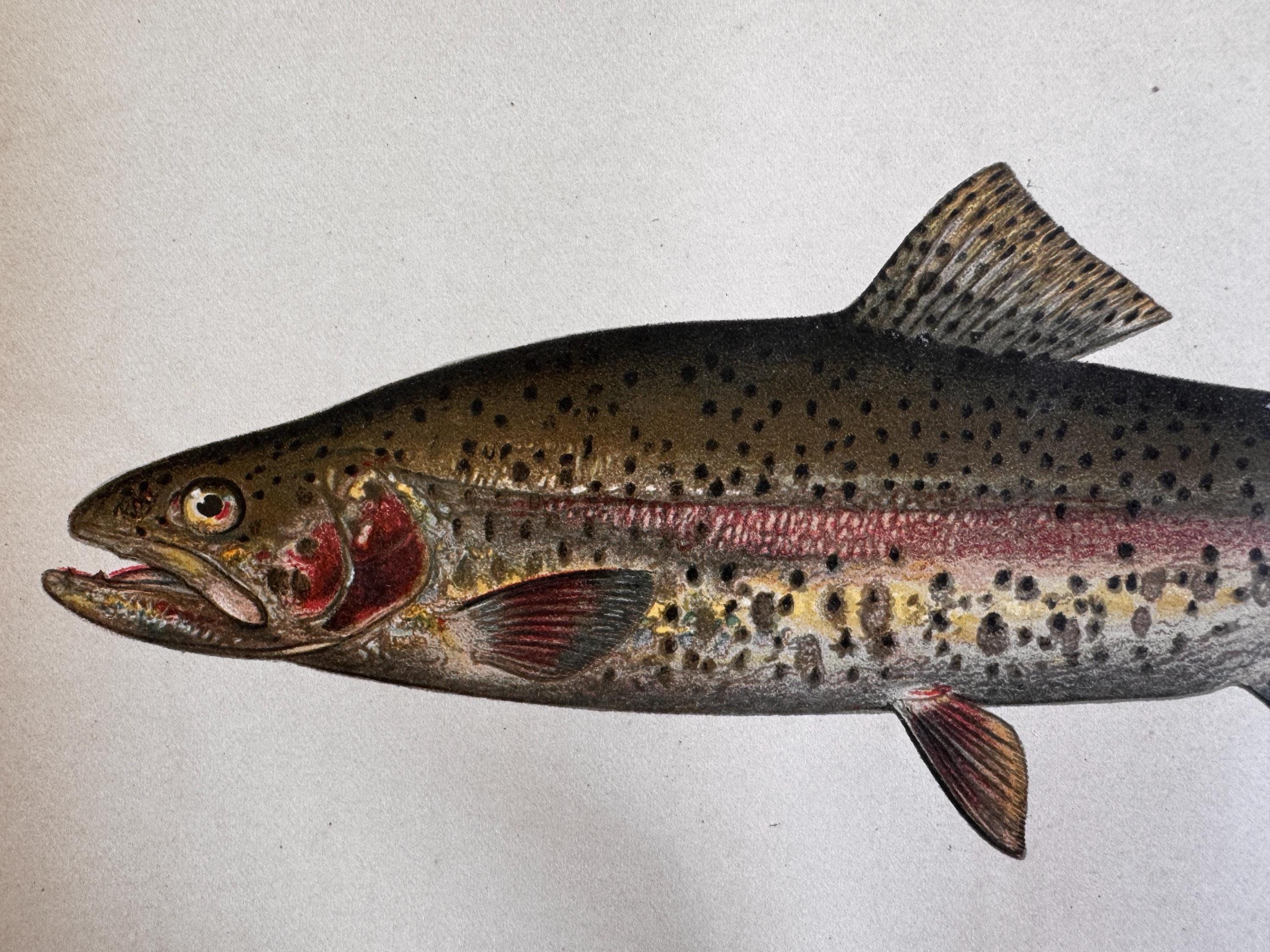 Rainbow Trout Fish Book Plate Print | Fishes of Pennsylvania 1889–1891