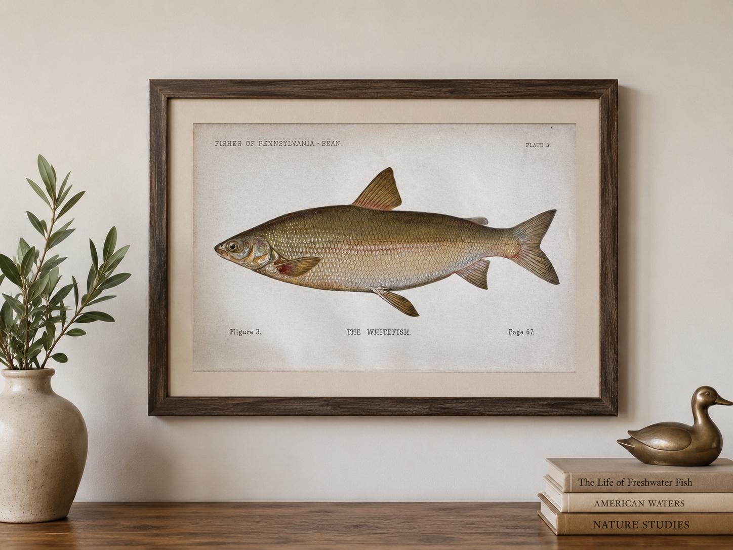 Whitefish Fish Book Plate Print | Fishes of Pennsylvania 1889–1891