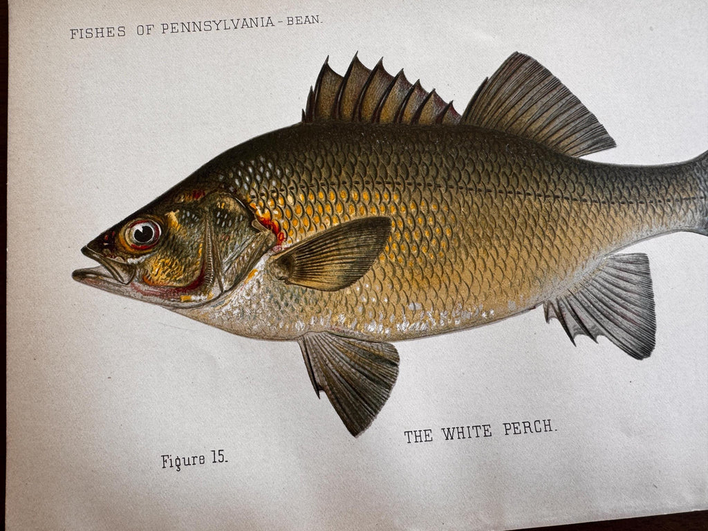White Perch Fish Book Plate Print | Fishes of Pennsylvania 1889–1891