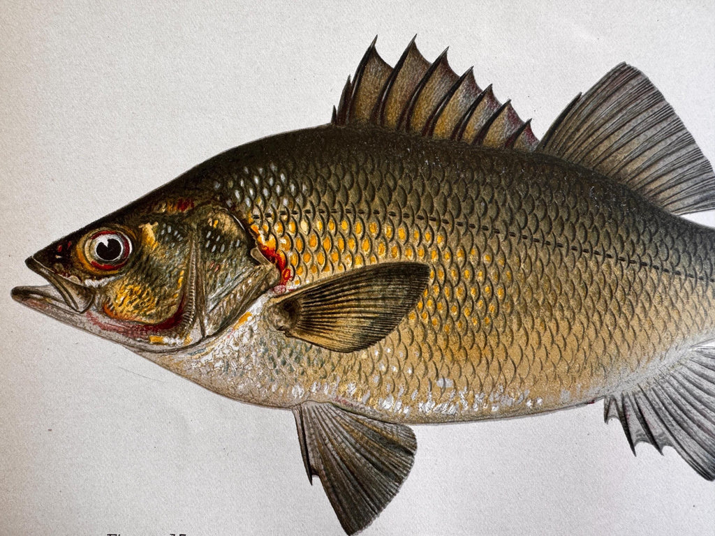 White Perch Fish Book Plate Print | Fishes of Pennsylvania 1889–1891