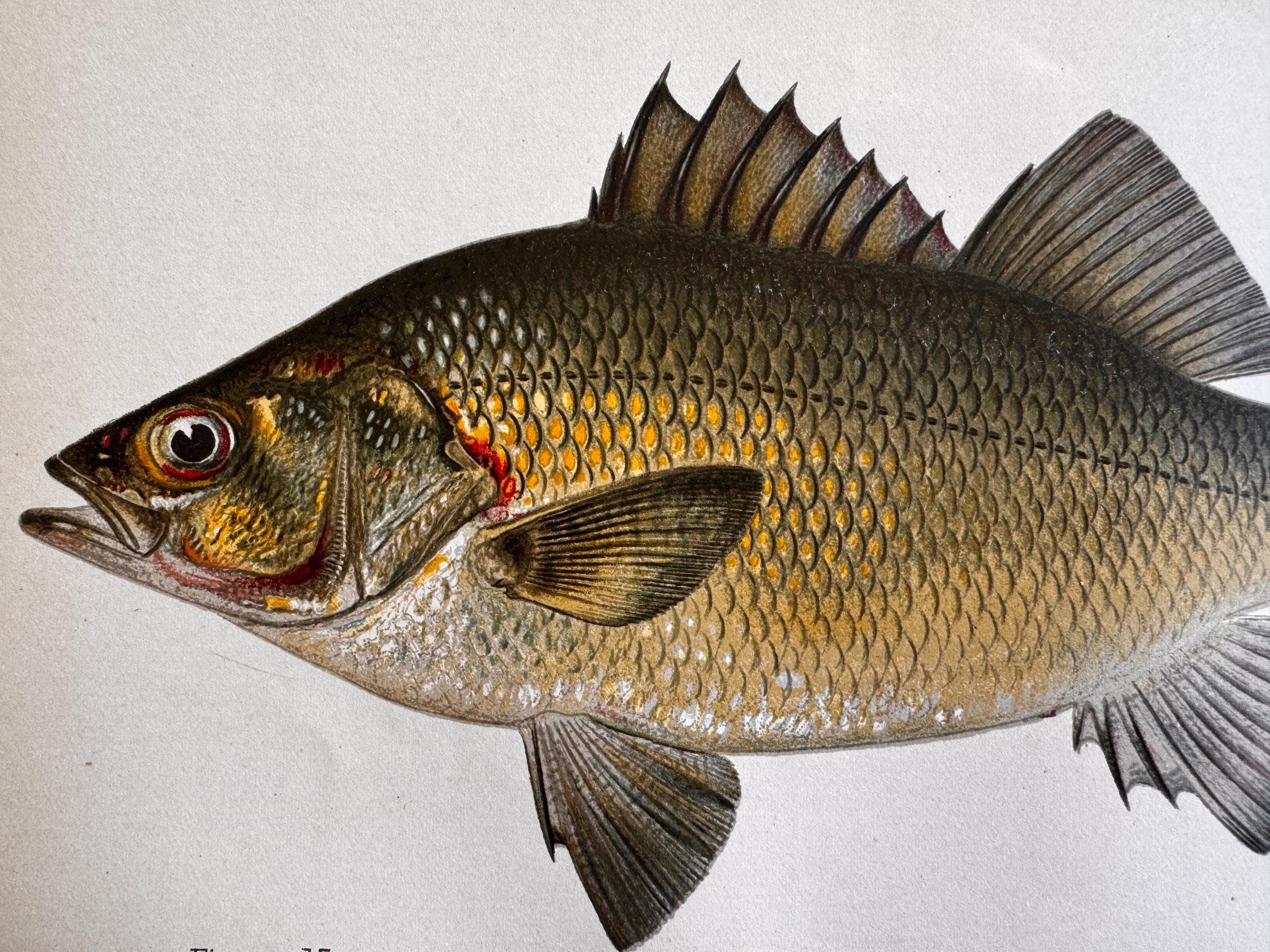 White Perch Fish Book Plate Print | Fishes of Pennsylvania 1889–1891