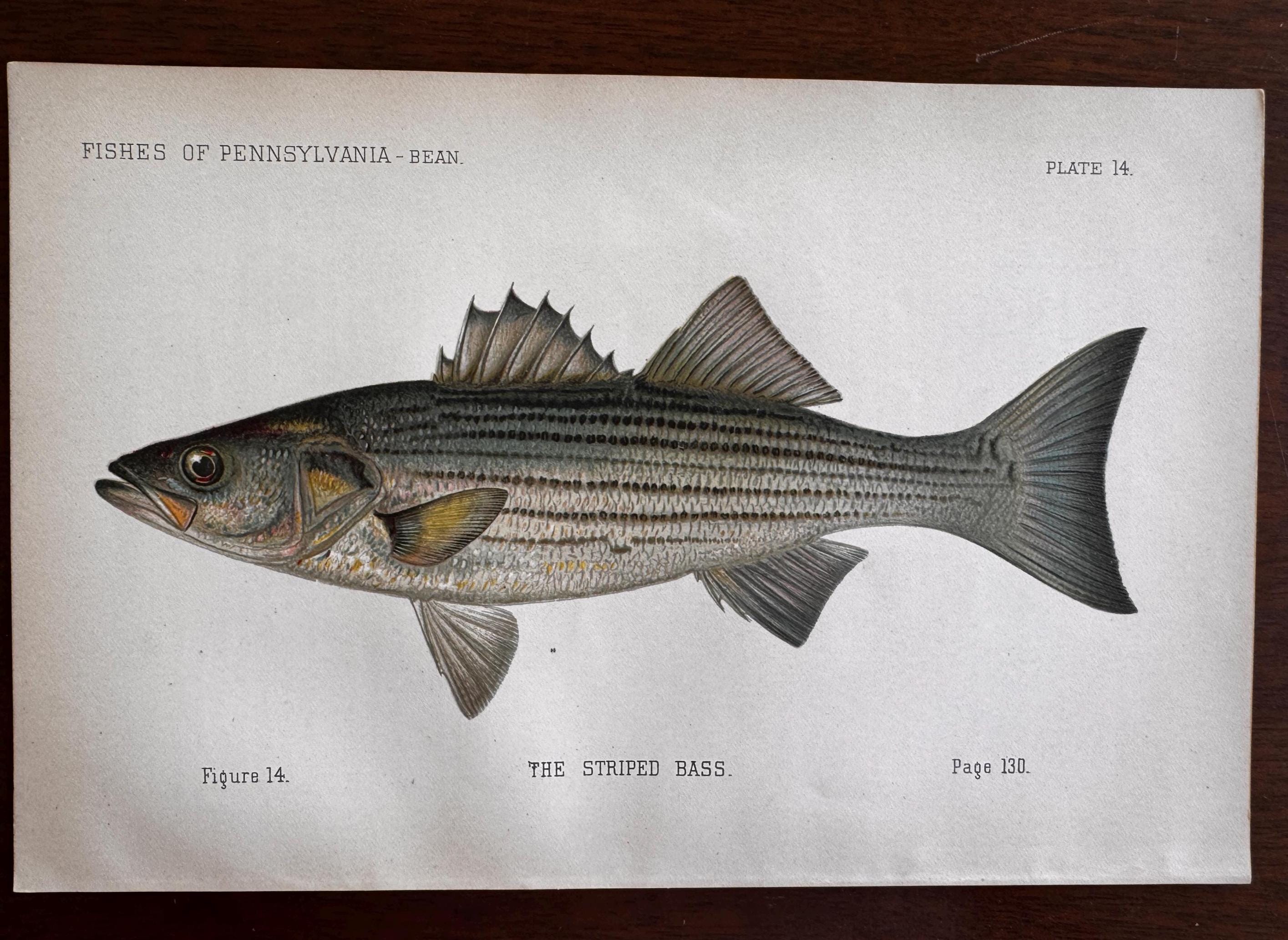 Striped Bass Fish Book Plate Print | Fishes of Pennsylvania 1889–1891