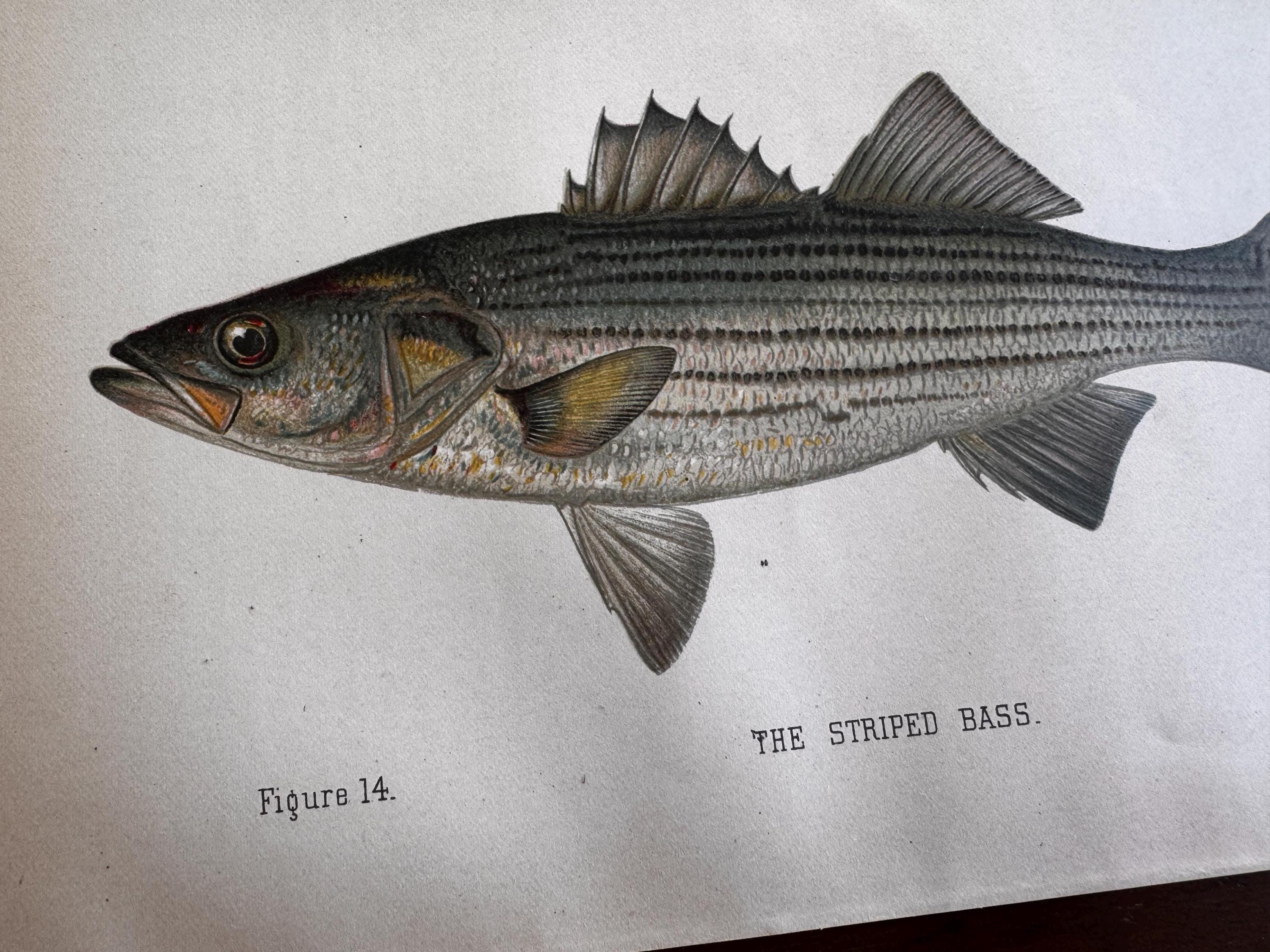 Striped Bass Fish Book Plate Print | Fishes of Pennsylvania 1889–1891