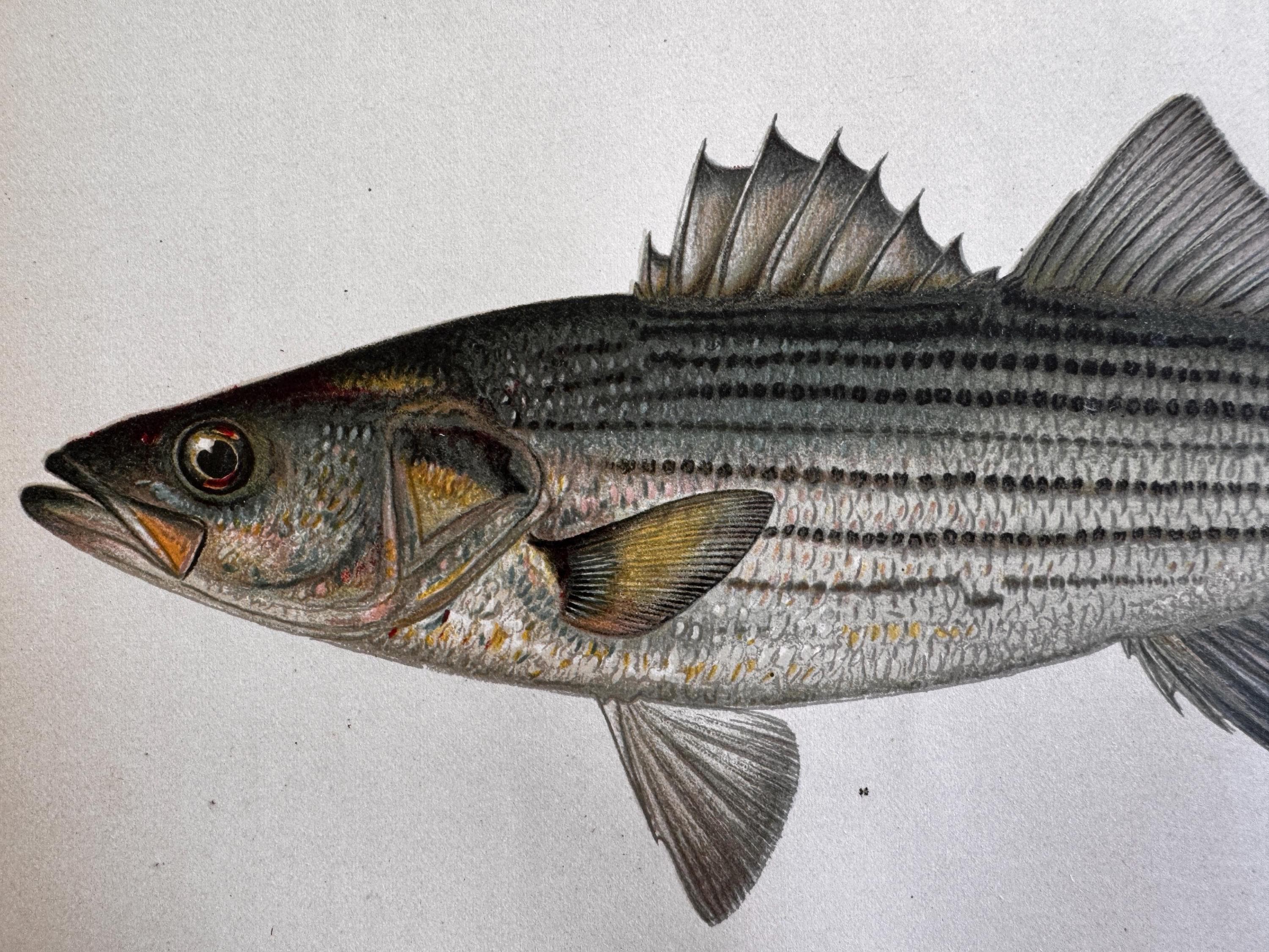 Striped Bass Fish Book Plate Print | Fishes of Pennsylvania 1889–1891