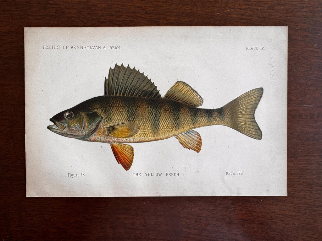 Yellow Perch Fish Book Plate Print | Fishes of Pennsylvania 1889–1891