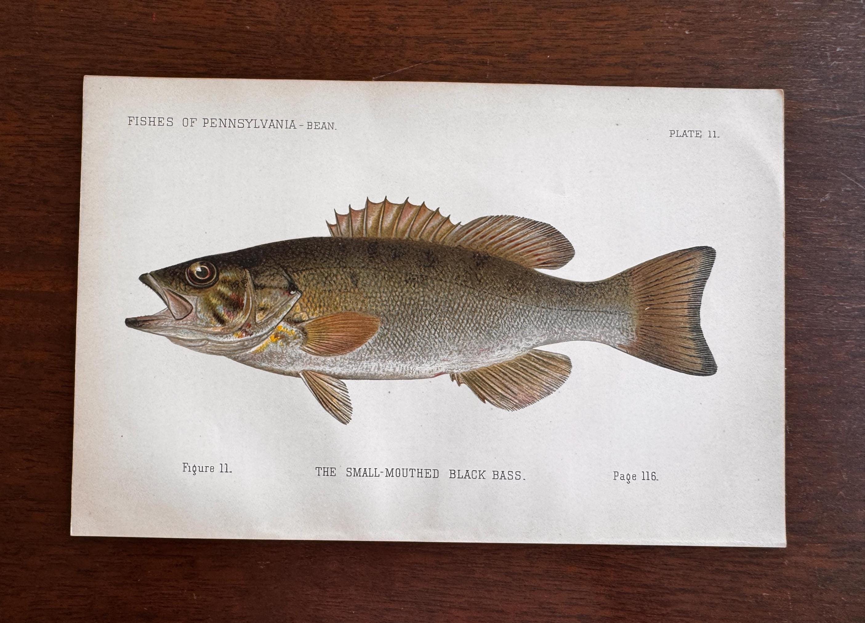 Small-Mouthed Black Bass Fish Book Plate Print | Fishes of Pennsylvania 1889–1891