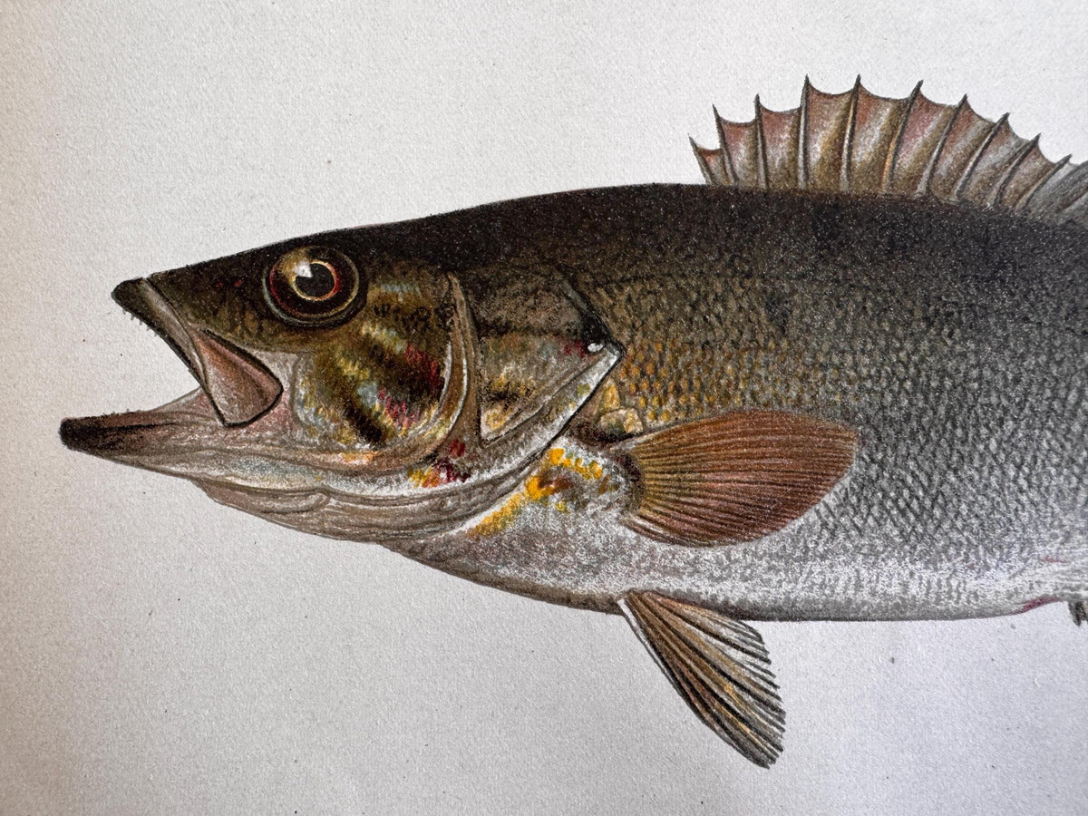 Small-Mouthed Black Bass Fish Book Plate Print | Fishes of Pennsylvania 1889–1891