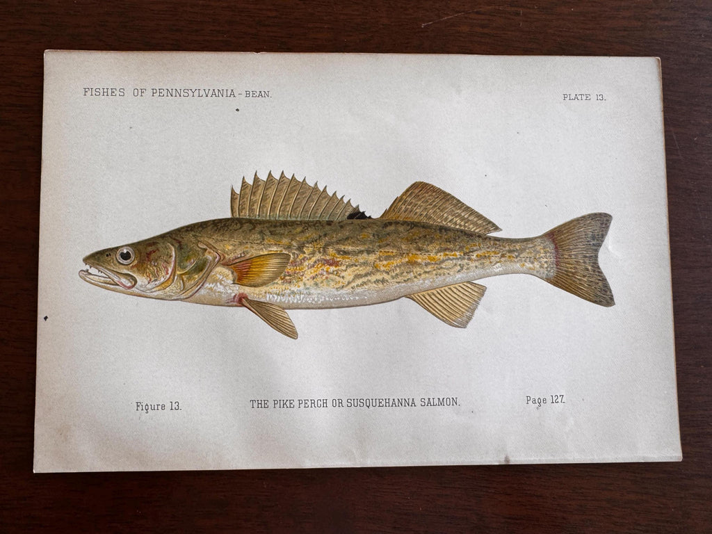 Pike Perch Fish Book Plate Print | Fishes of Pennsylvania 1889–1891
