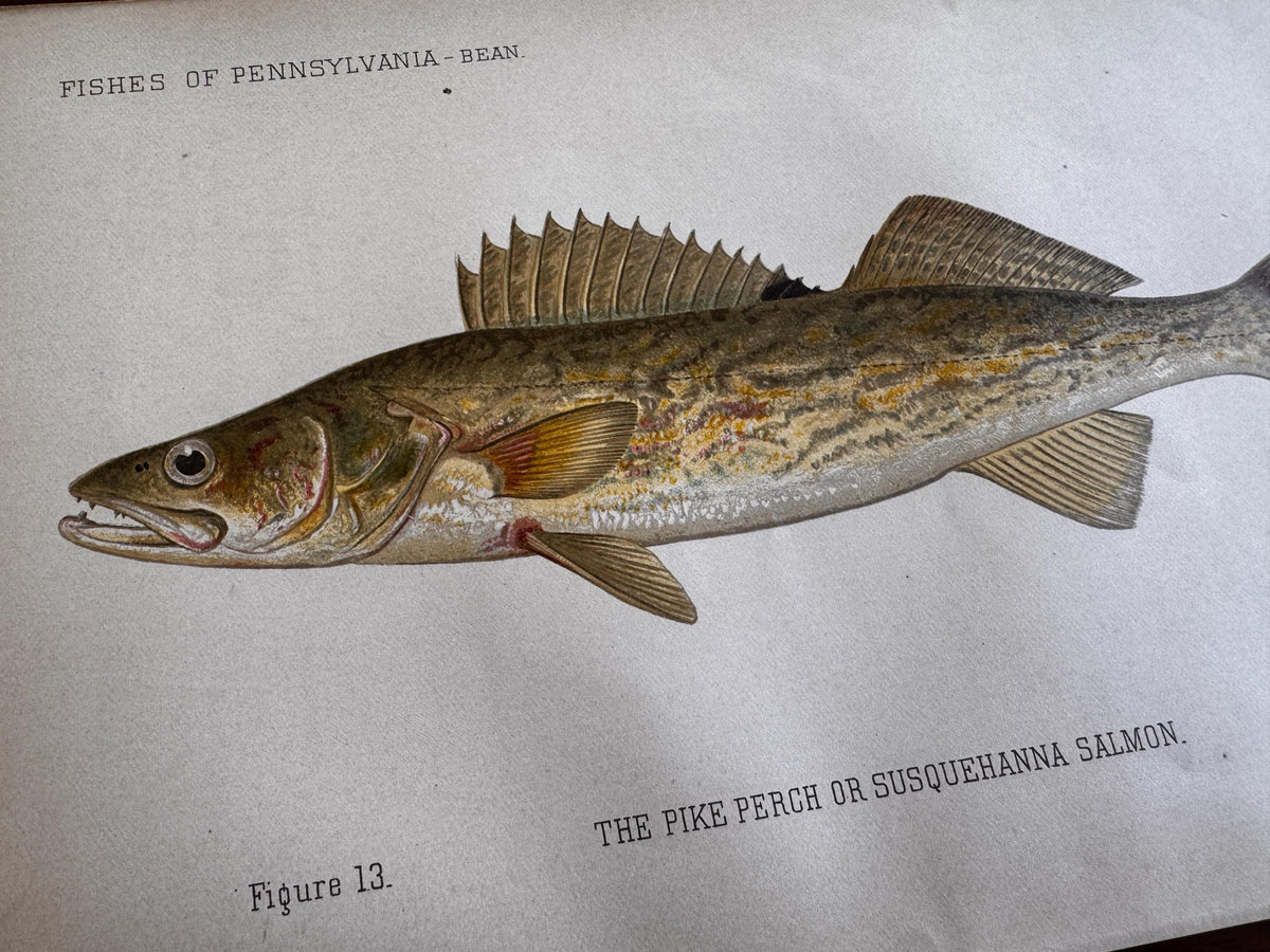 Pike Perch Fish Book Plate Print | Fishes of Pennsylvania 1889–1891