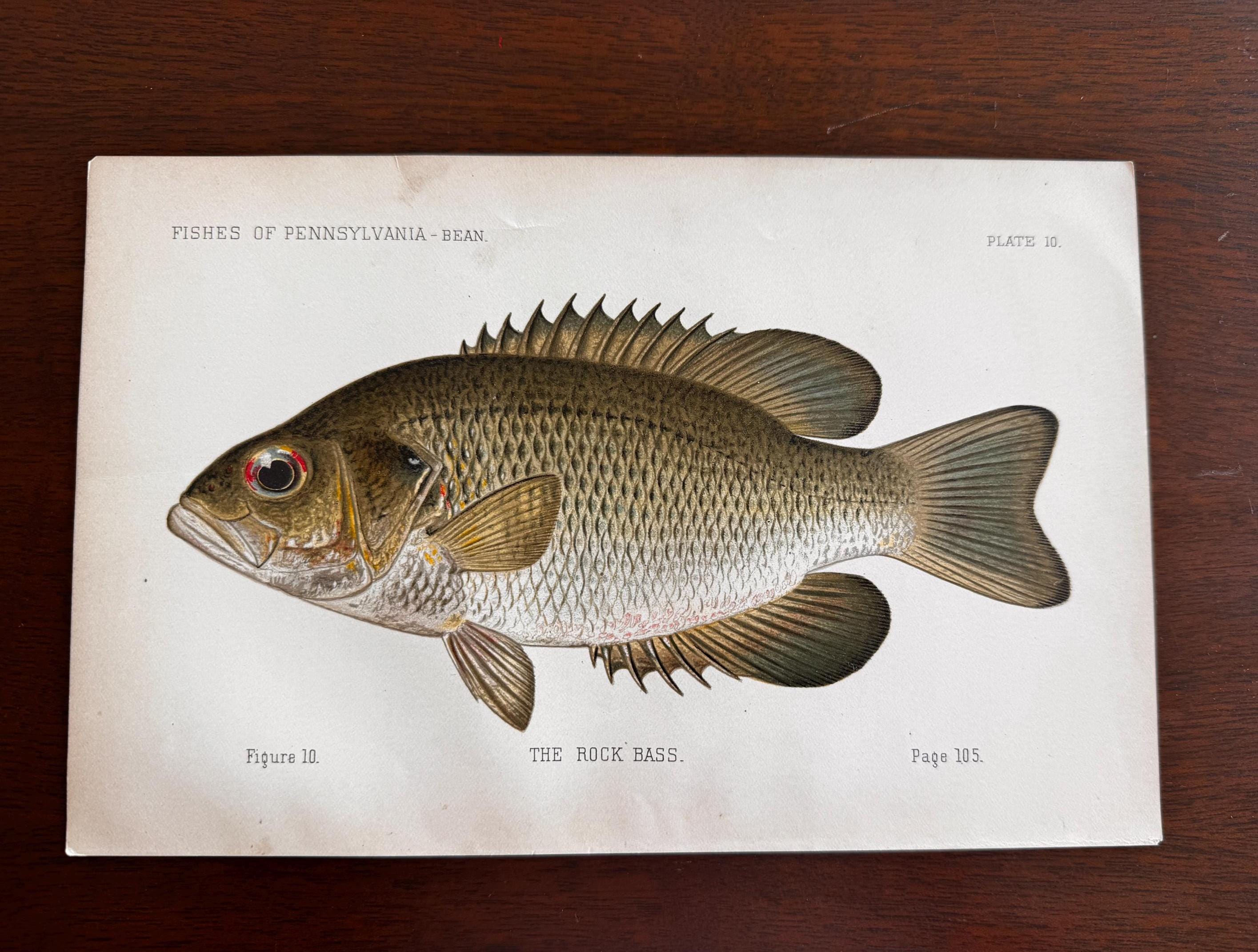 Rock Fish Book Plate Print | Fishes of Pennsylvania 1889–1891