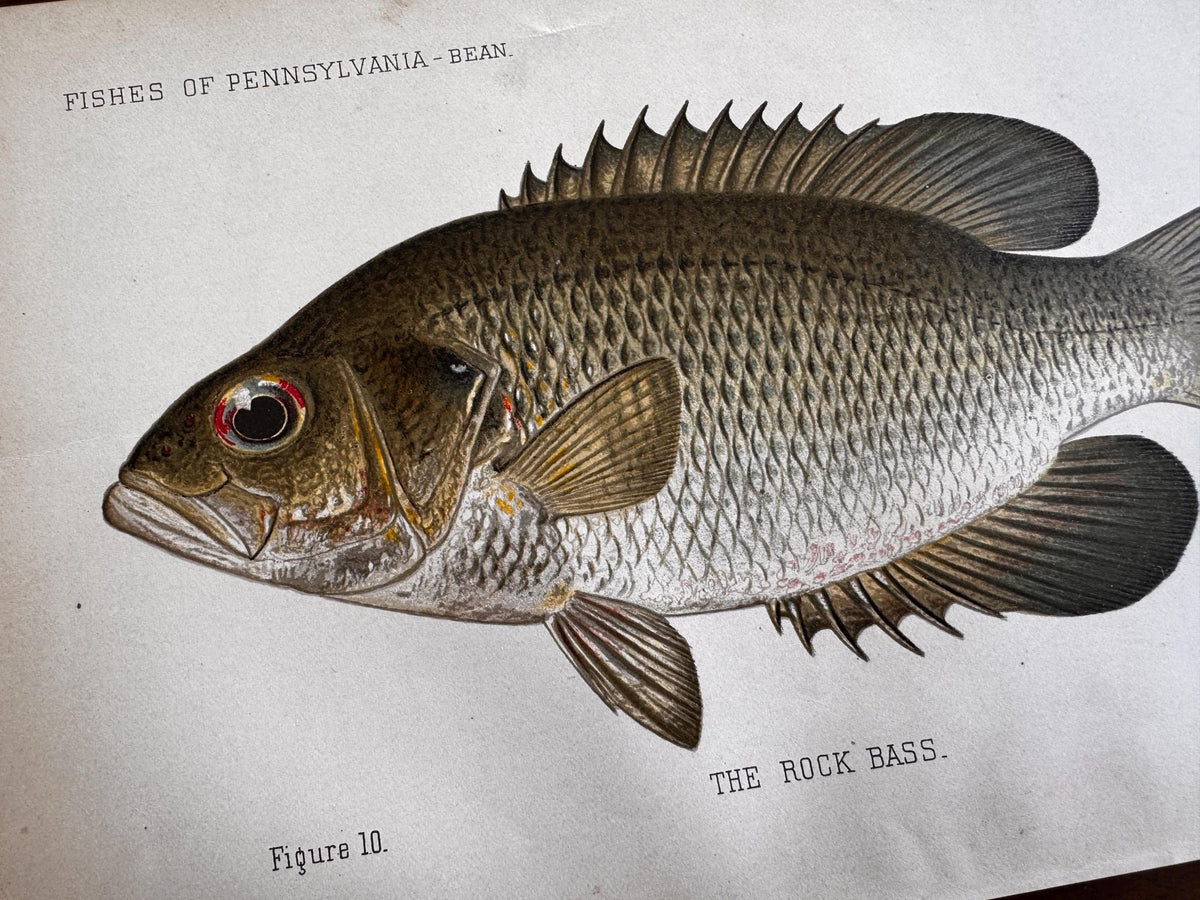 Rock Fish Book Plate Print | Fishes of Pennsylvania 1889–1891