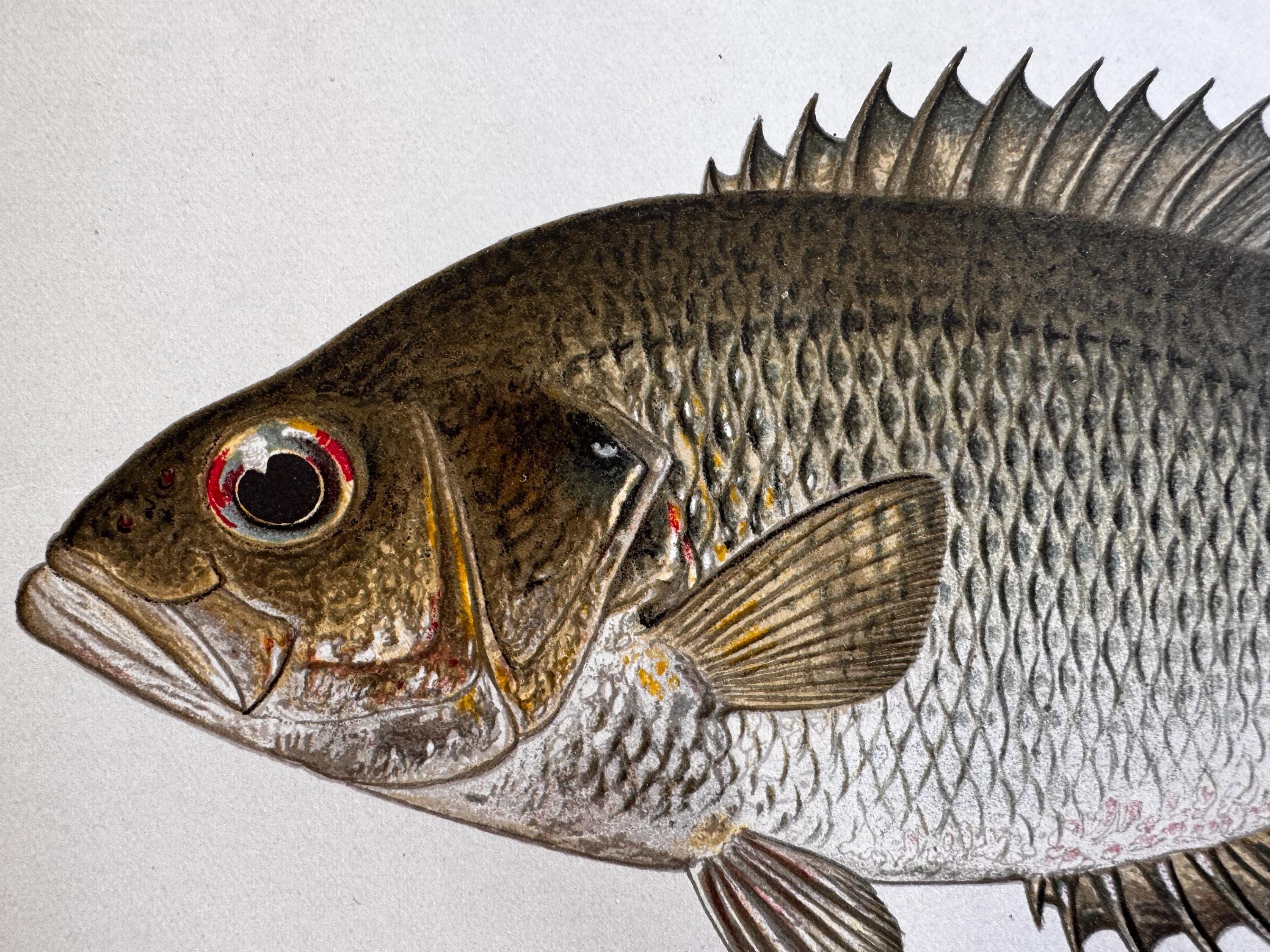 Rock Fish Book Plate Print | Fishes of Pennsylvania 1889–1891