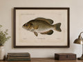 Rock Fish Book Plate Print | Fishes of Pennsylvania 1889–1891