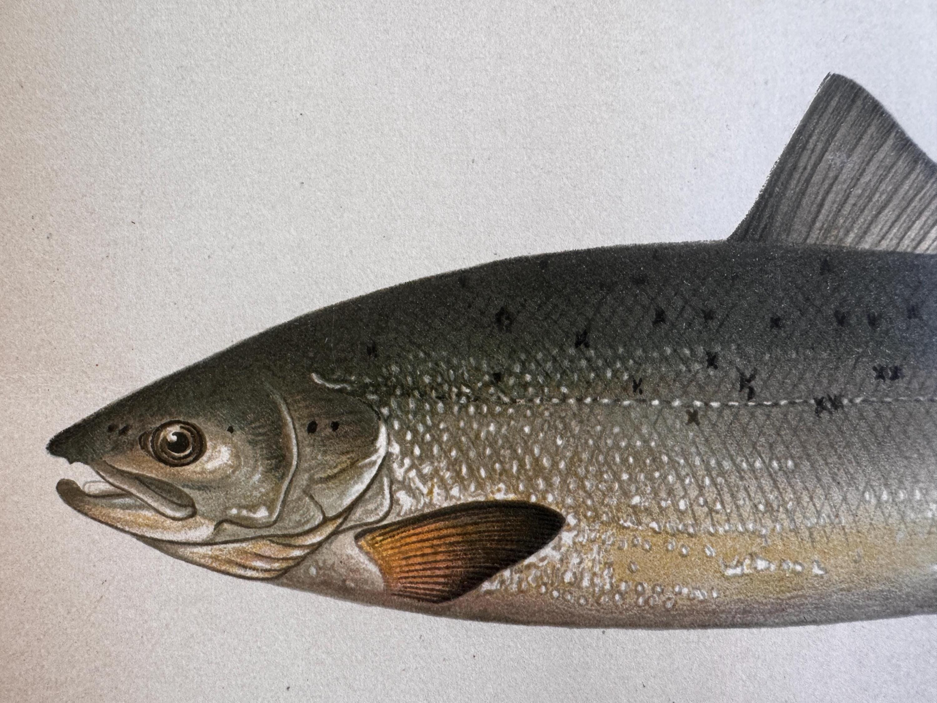 Atlantic Salmon Fish Book Plate Print | Fishes of Pennsylvania 1889–1891