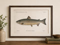 Atlantic Salmon Fish Book Plate Print | Fishes of Pennsylvania 1889–1891