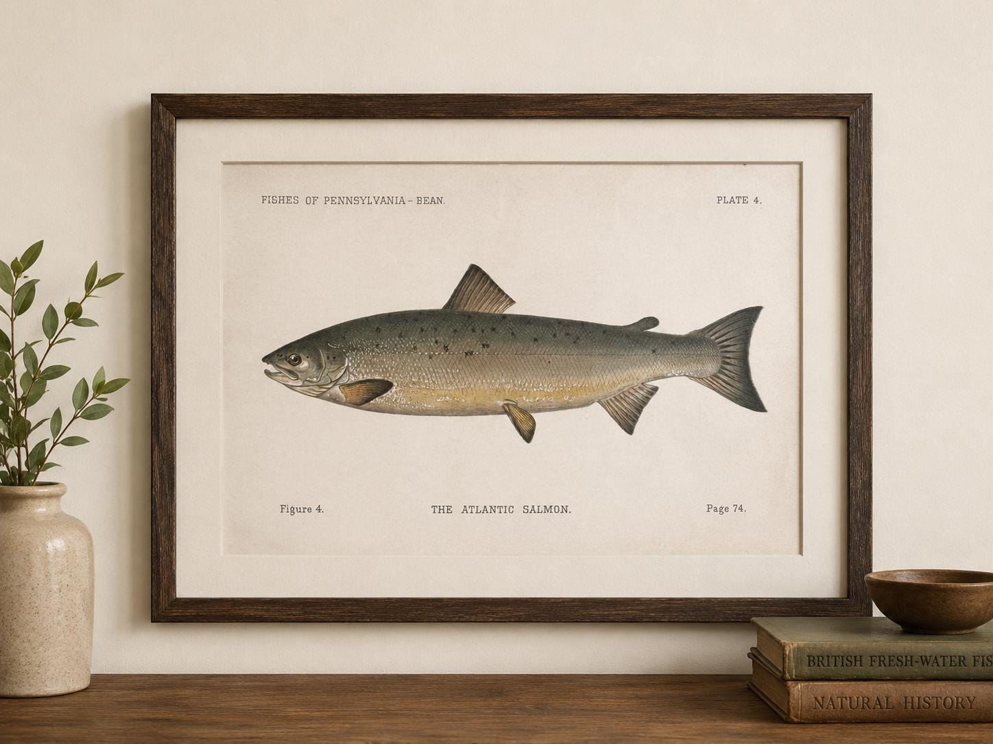 Atlantic Salmon Fish Book Plate Print | Fishes of Pennsylvania 1889–1891