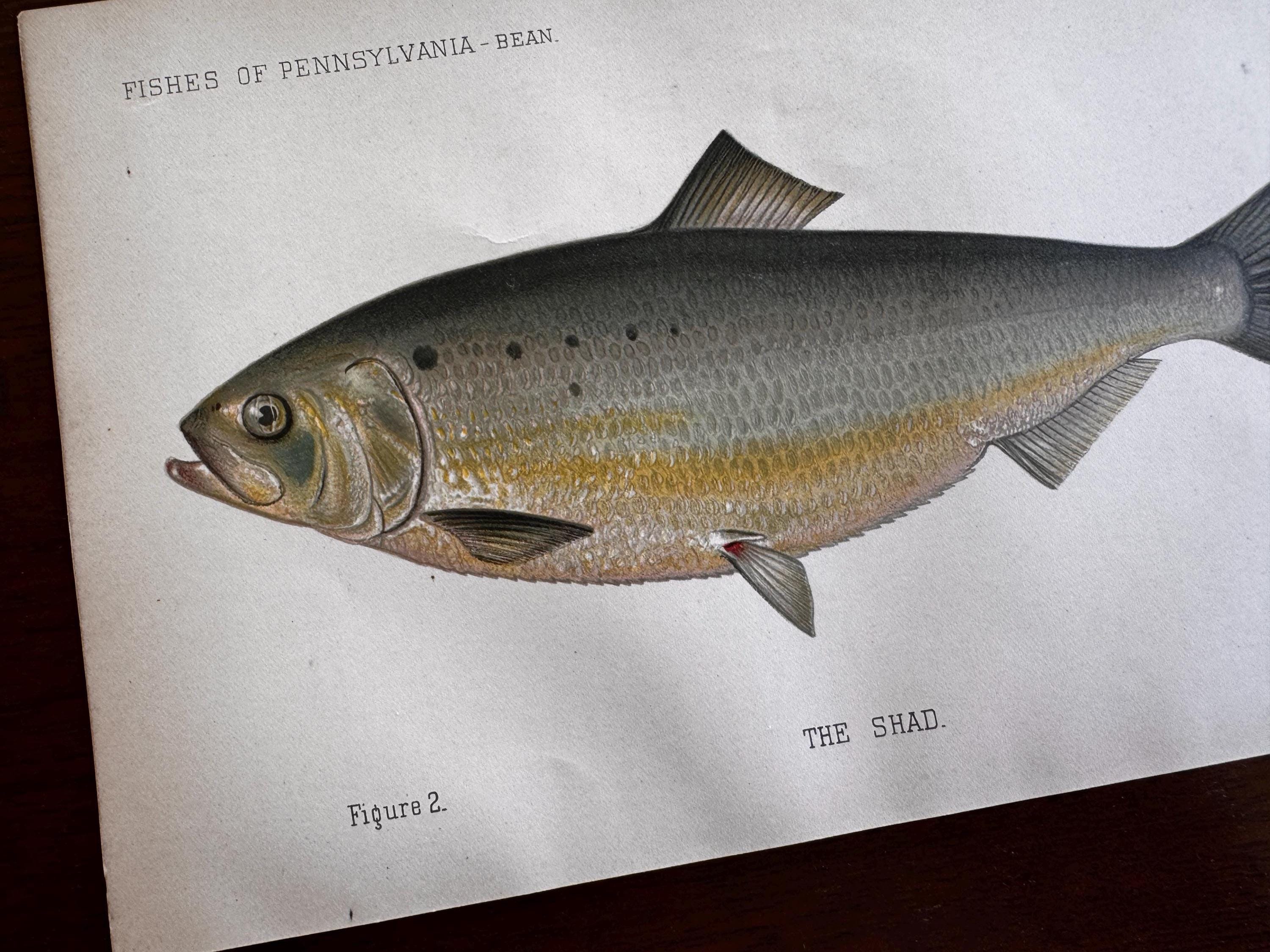 Shad Fish Book Plate Print | Fishes of Pennsylvania 1889–1891