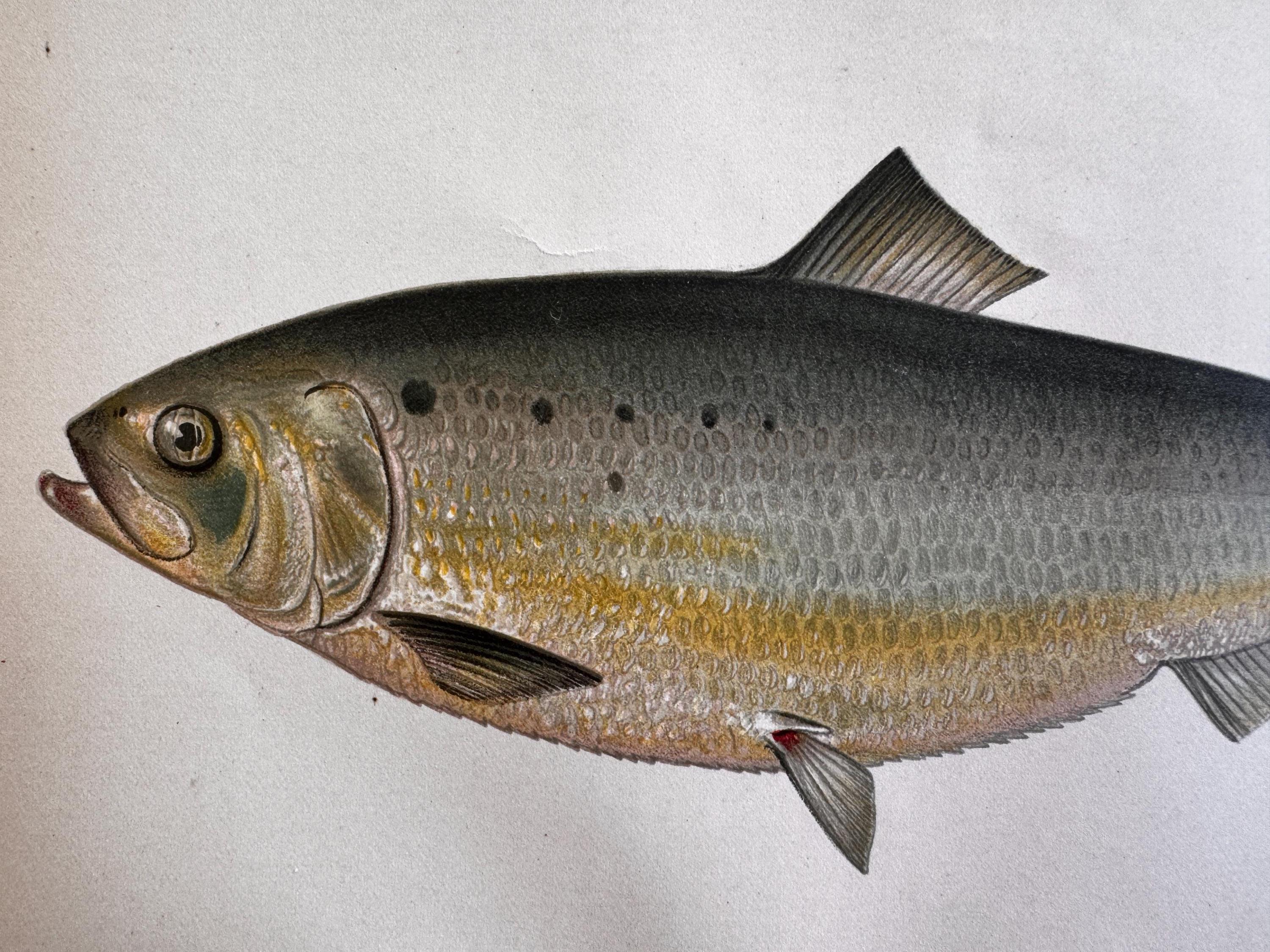 Shad Fish Book Plate Print | Fishes of Pennsylvania 1889–1891