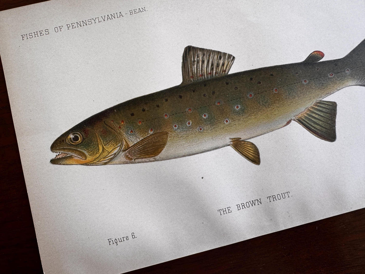 Brown Trout Fish Book Plate Print | Fishes of Pennsylvania 1889–1891