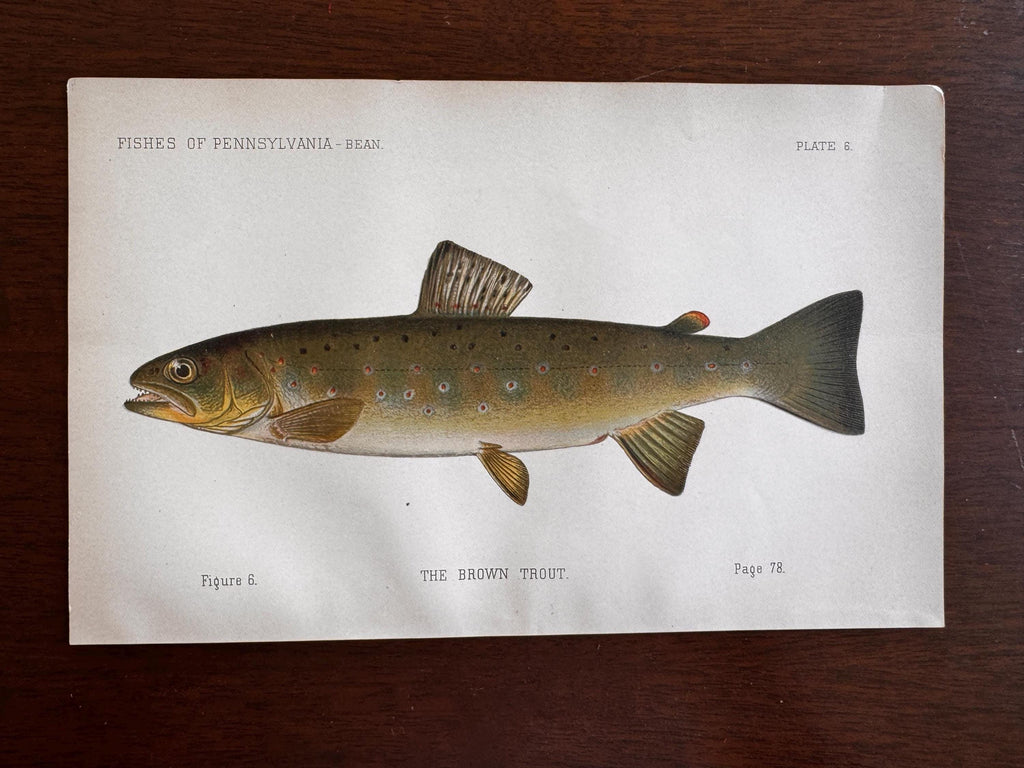 Brown Trout Fish Book Plate Print | Fishes of Pennsylvania 1889–1891