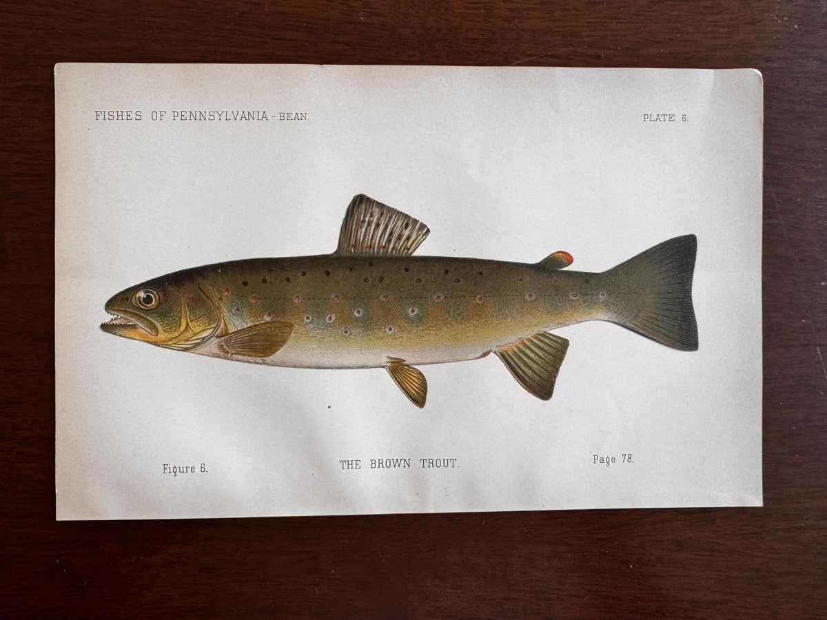 Brown Trout Fish Book Plate Print | Fishes of Pennsylvania 1889–1891
