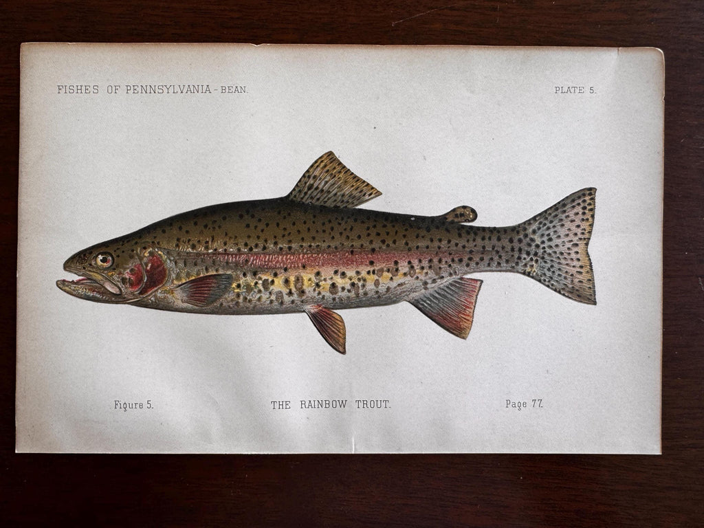 Rainbow Trout Fish Book Plate Print | Fishes of Pennsylvania 1889–1891