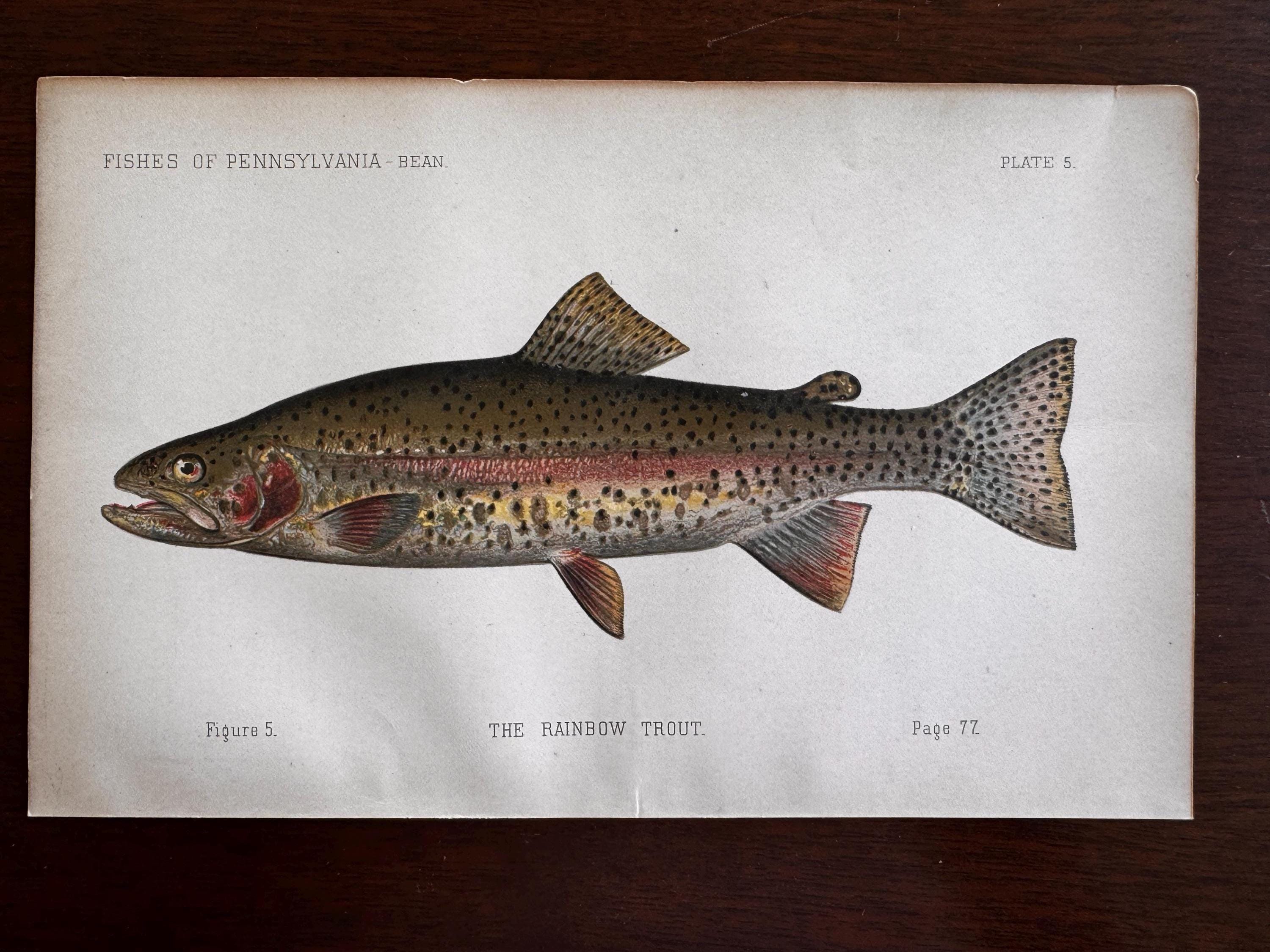 Rainbow Trout Fish Book Plate Print | Fishes of Pennsylvania 1889–1891