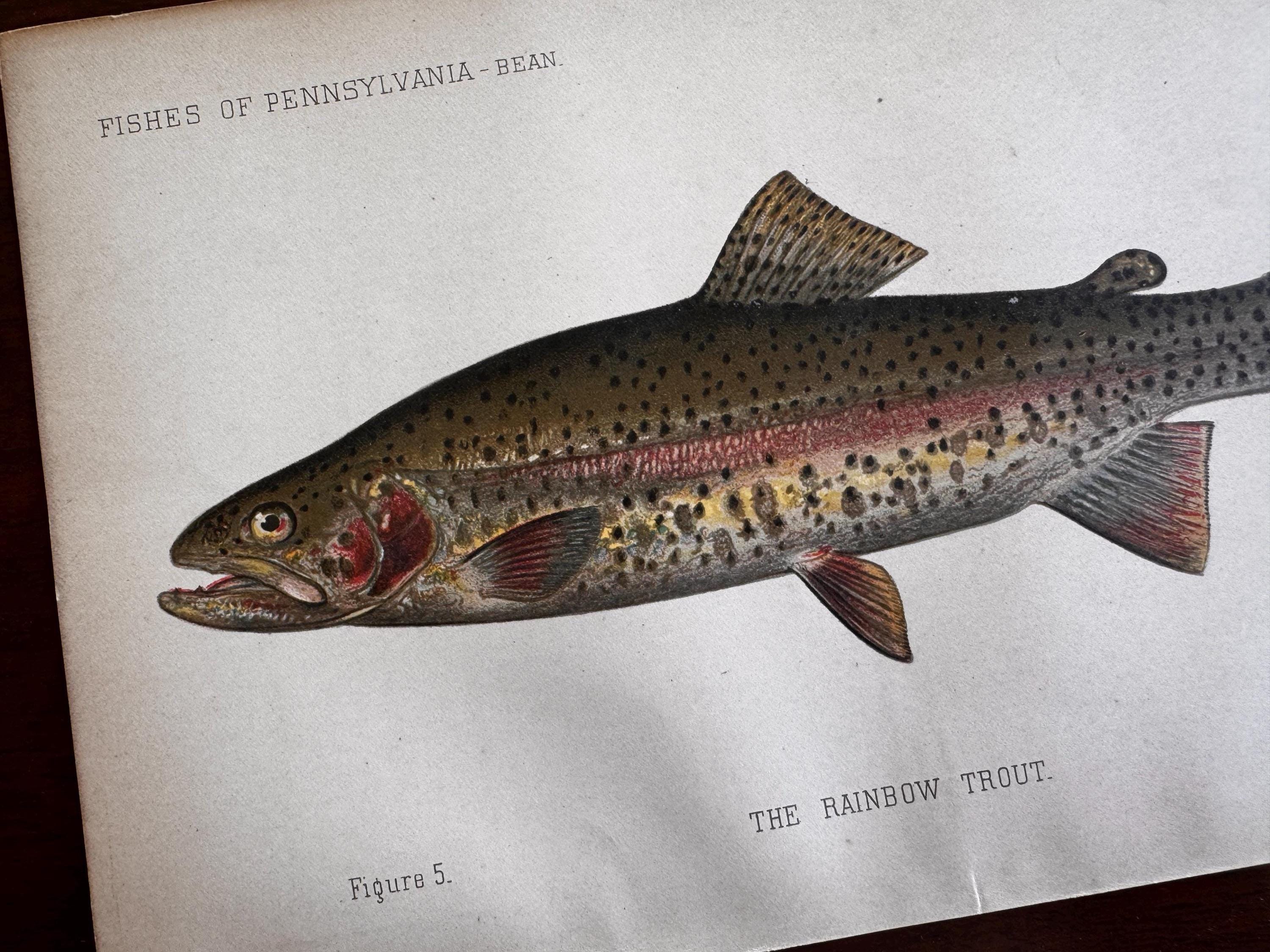 Rainbow Trout Fish Book Plate Print | Fishes of Pennsylvania 1889–1891