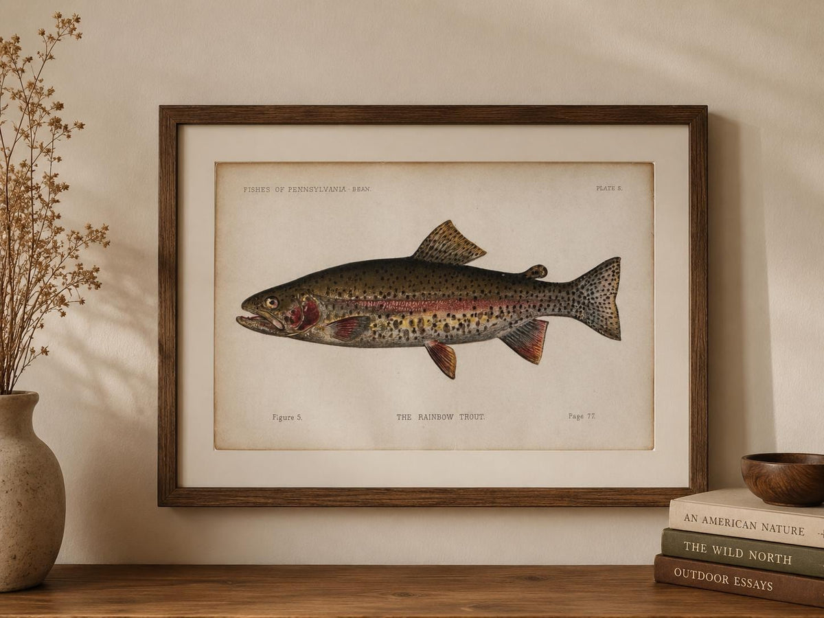Rainbow Trout Fish Book Plate Print | Fishes of Pennsylvania 1889–1891