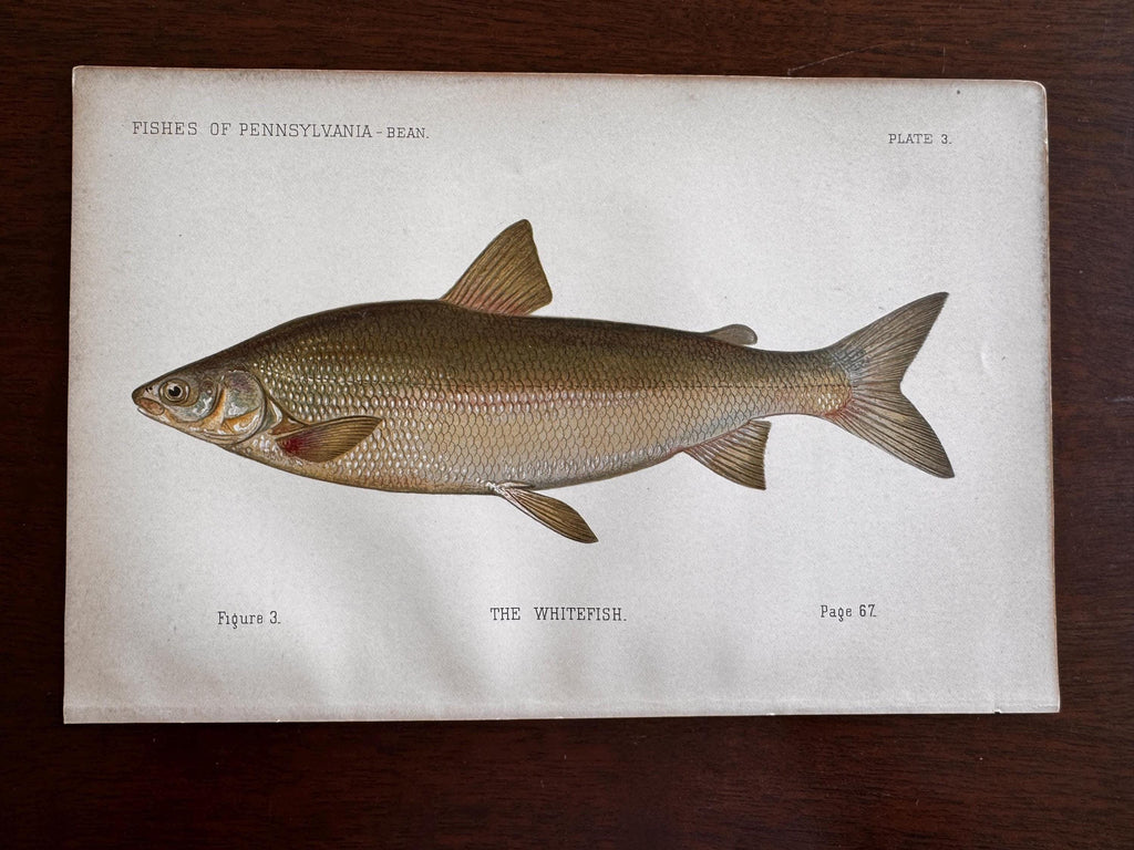 Whitefish Fish Book Plate Print | Fishes of Pennsylvania 1889–1891