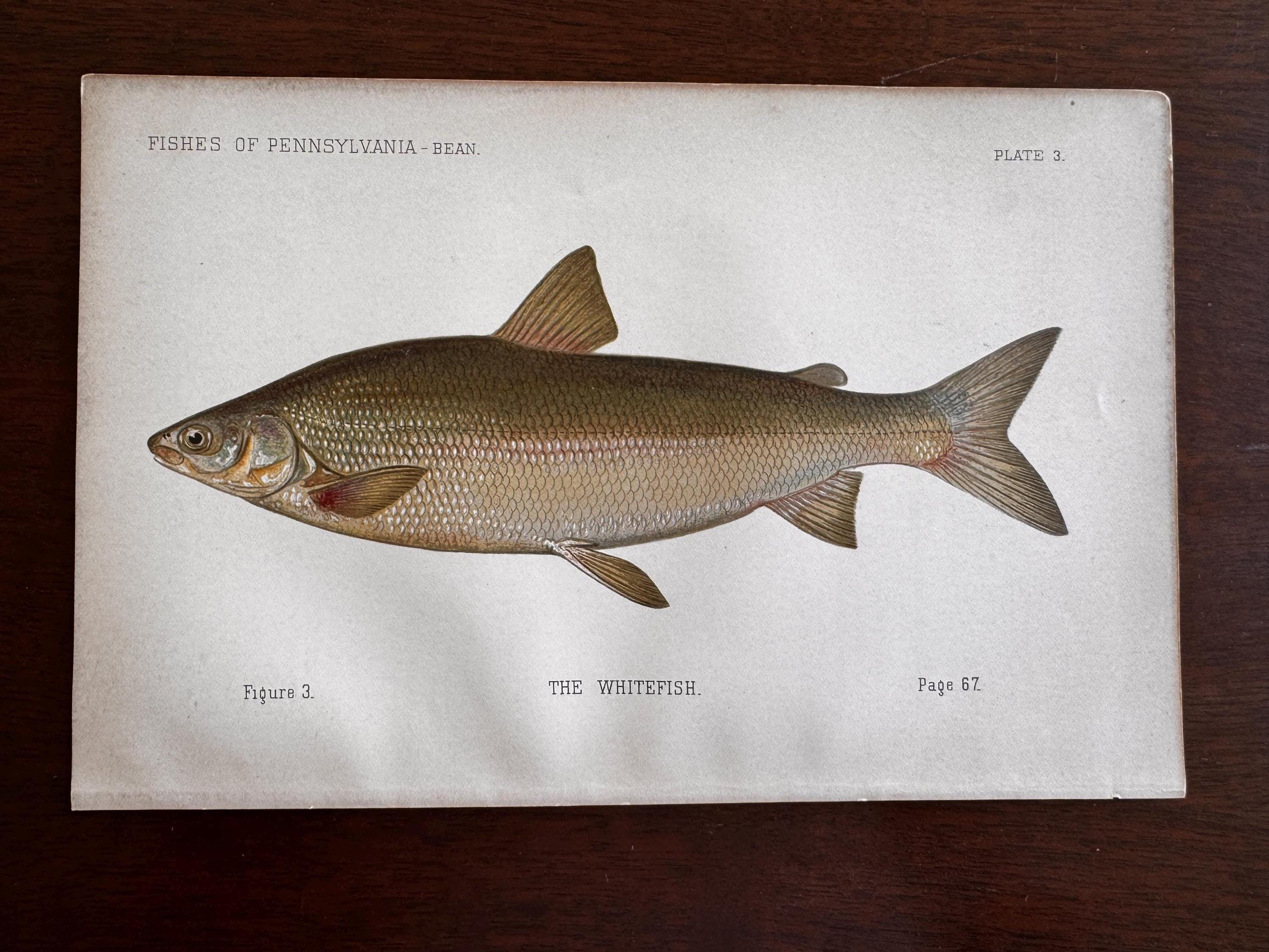 Whitefish Fish Book Plate Print | Fishes of Pennsylvania 1889–1891