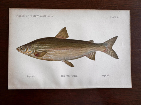 Whitefish Fish Book Plate Print | Fishes of Pennsylvania 1889–1891
