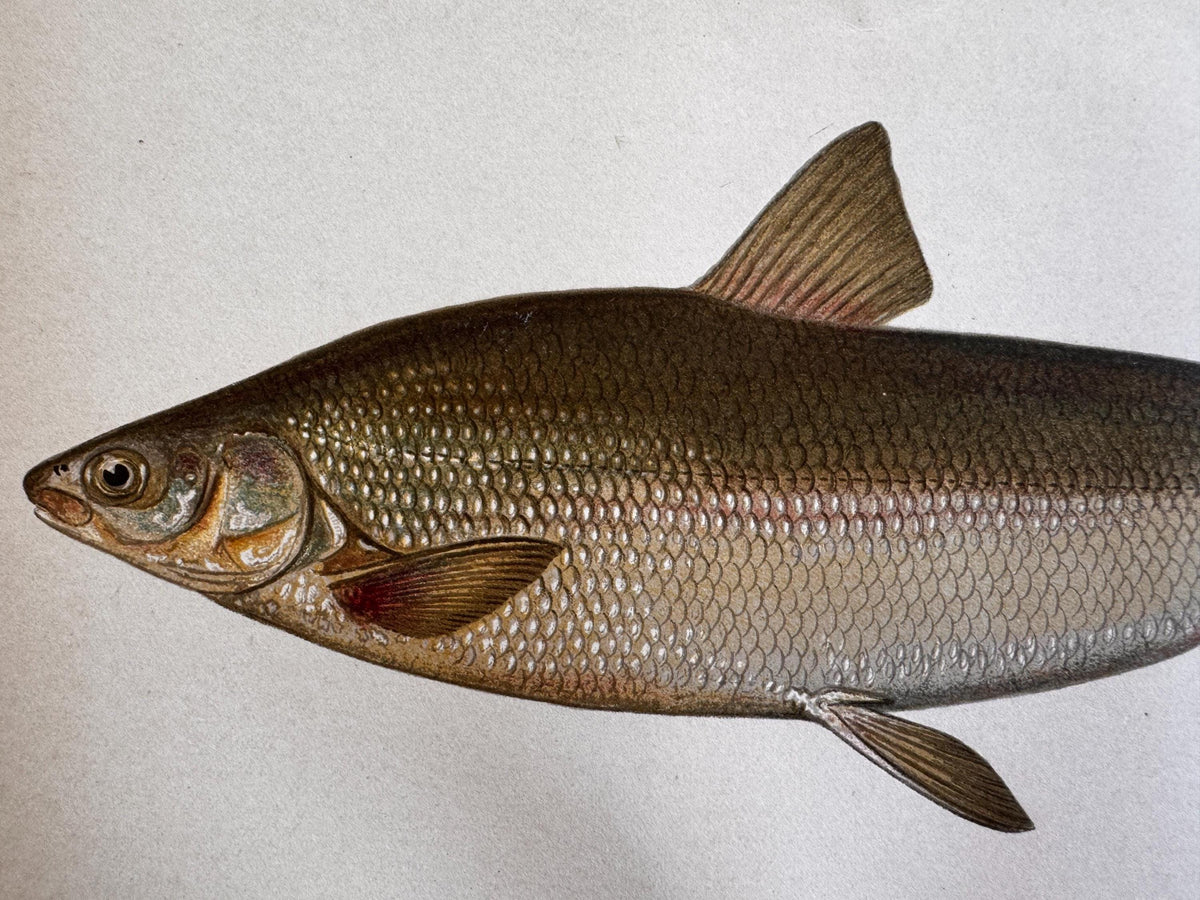 Whitefish Fish Book Plate Print | Fishes of Pennsylvania 1889–1891