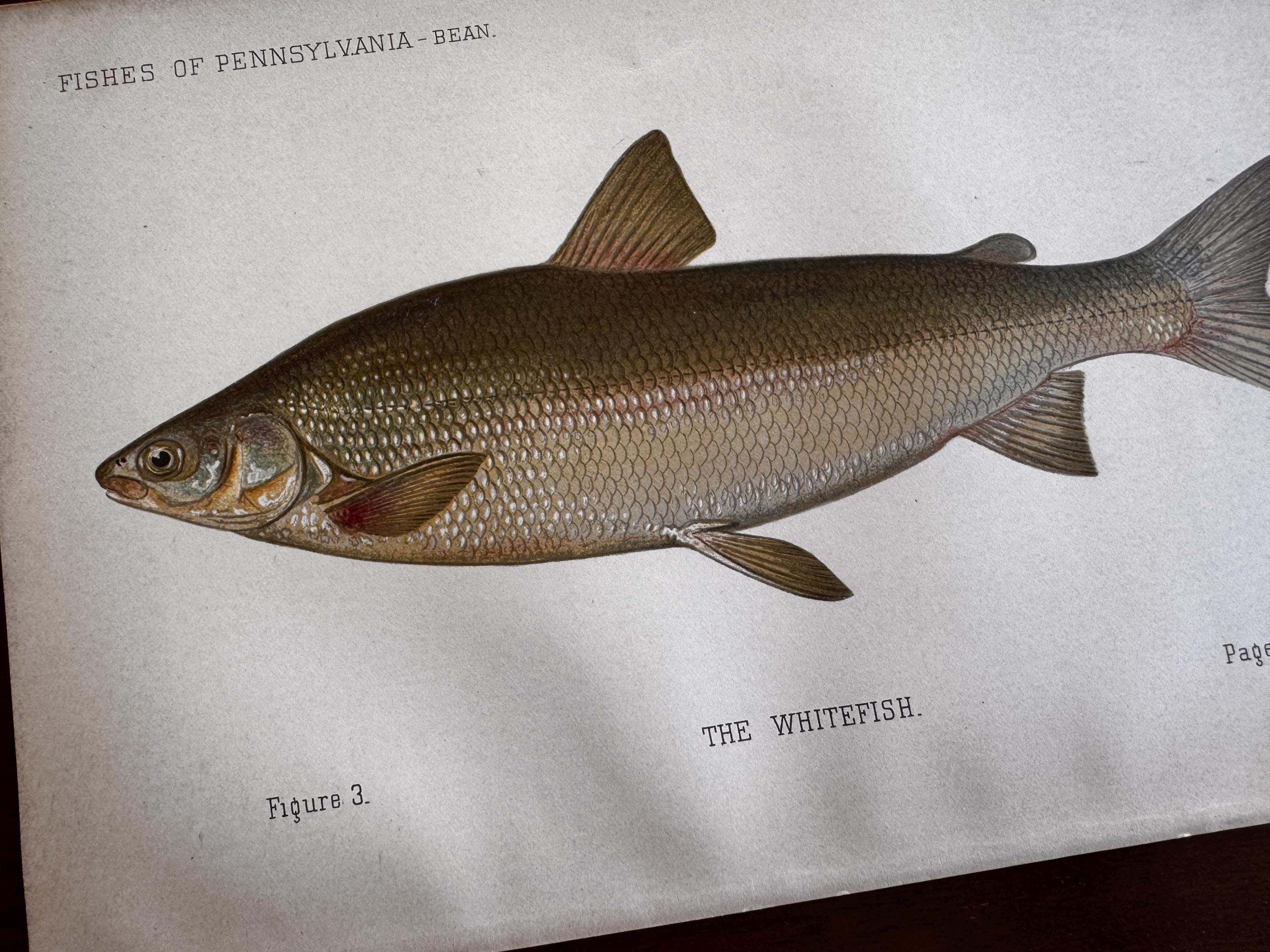Whitefish Fish Book Plate Print | Fishes of Pennsylvania 1889–1891