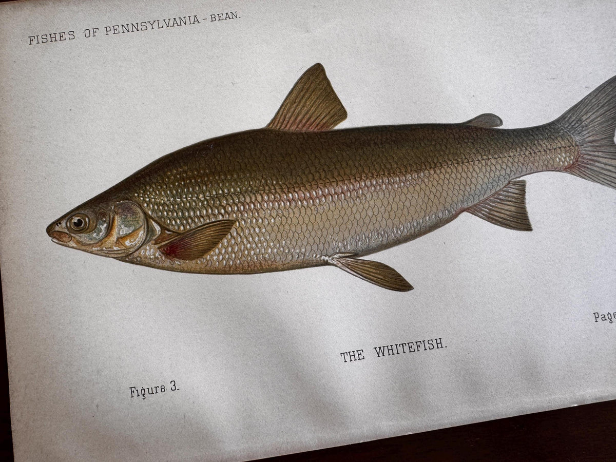 Whitefish Fish Book Plate Print | Fishes of Pennsylvania 1889–1891