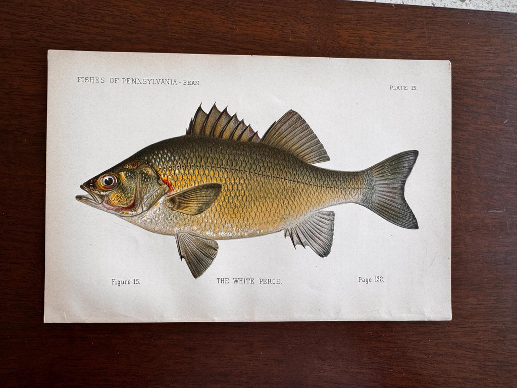 White Perch Fish Book Plate Print | Fishes of Pennsylvania 1889–1891